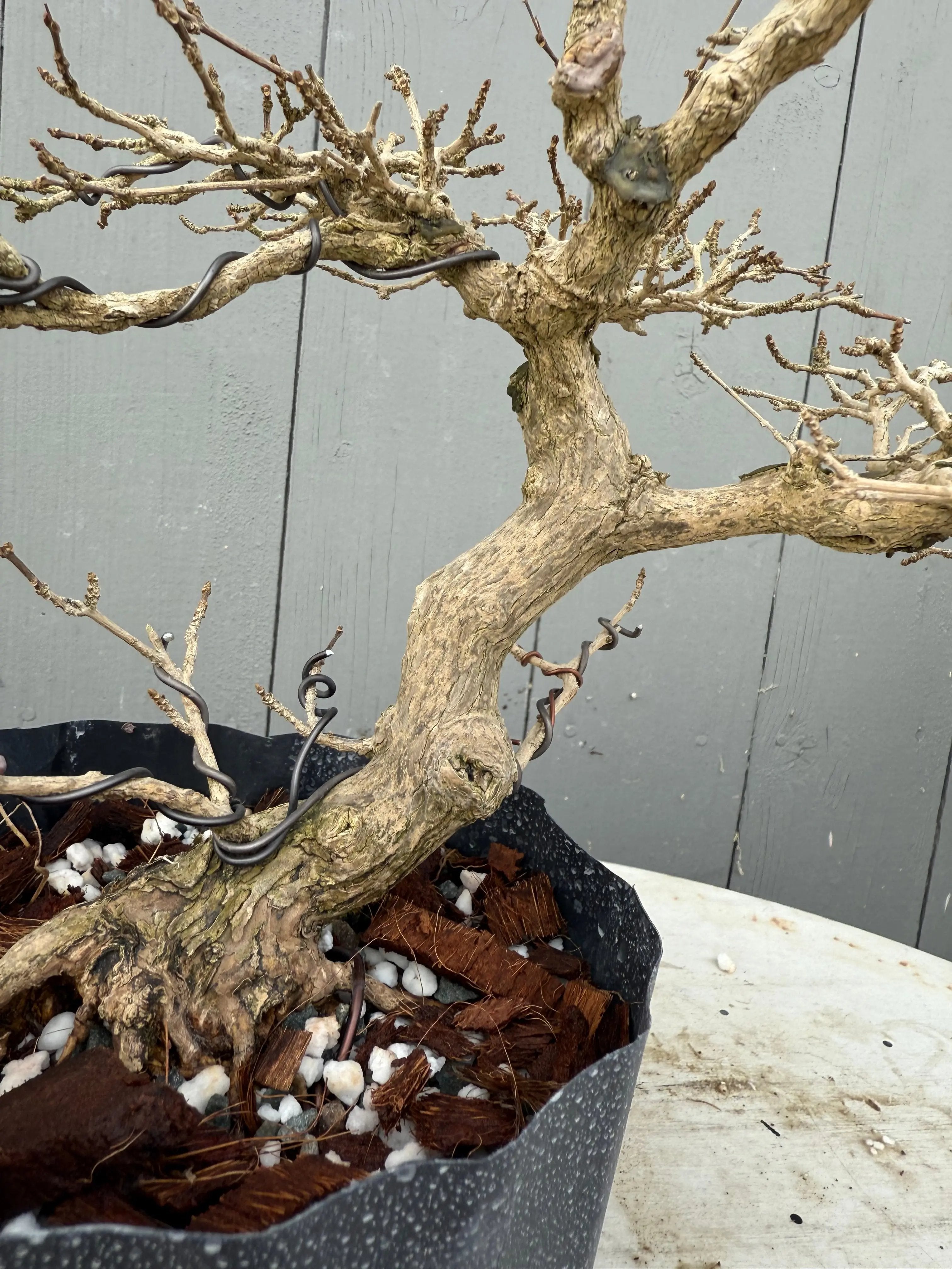 Premna japonica Canada Bonsai