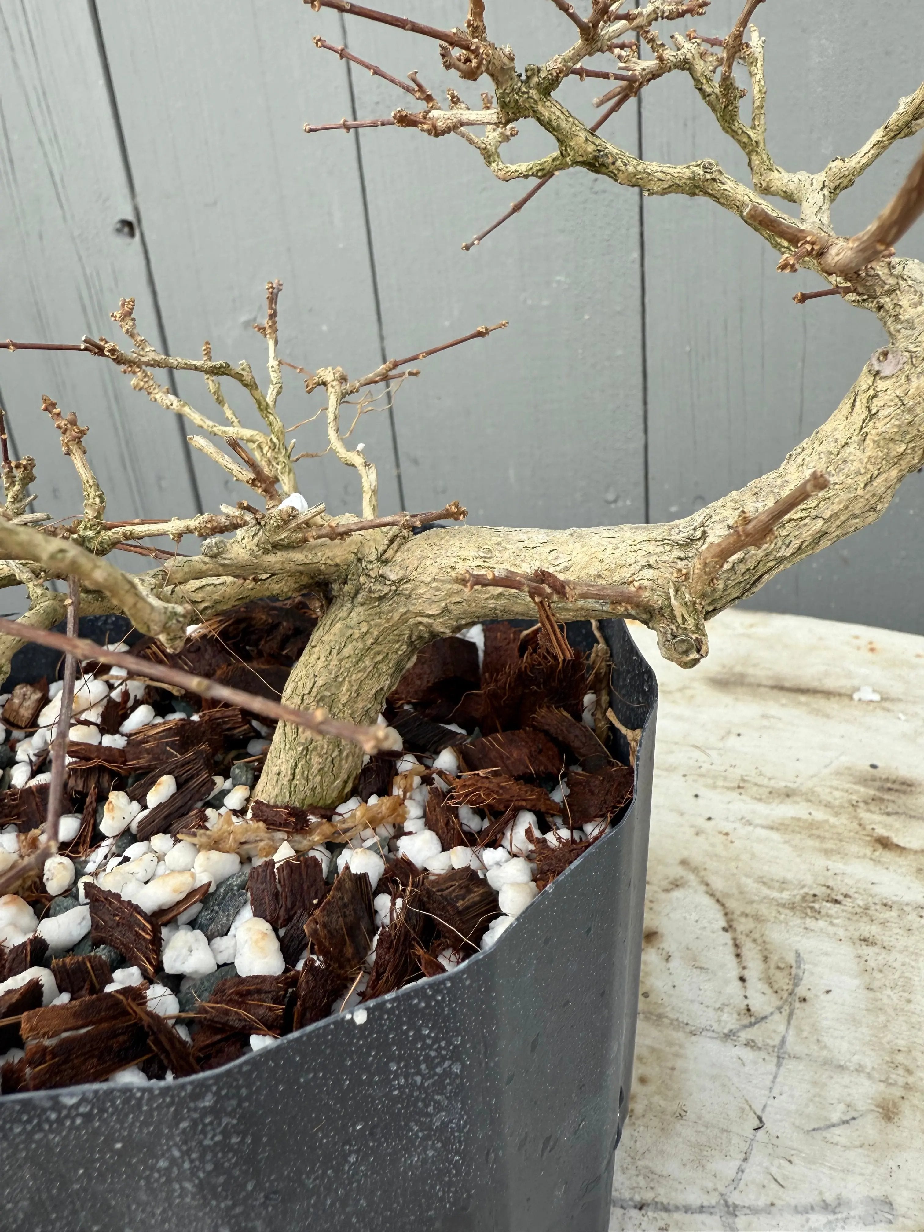 Premna japonica Canada Bonsai