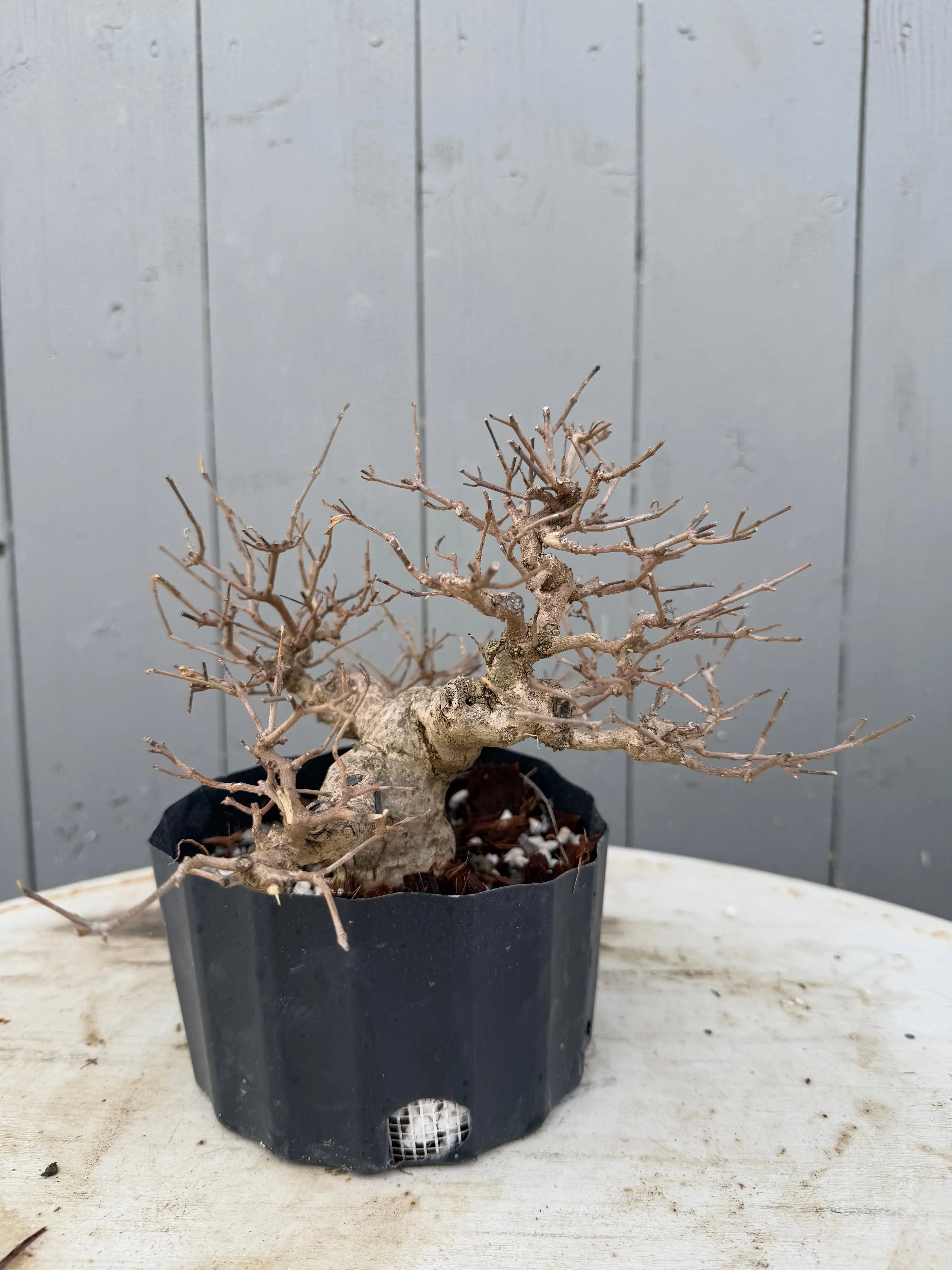 Callicarpa japonica Canada Bonsai