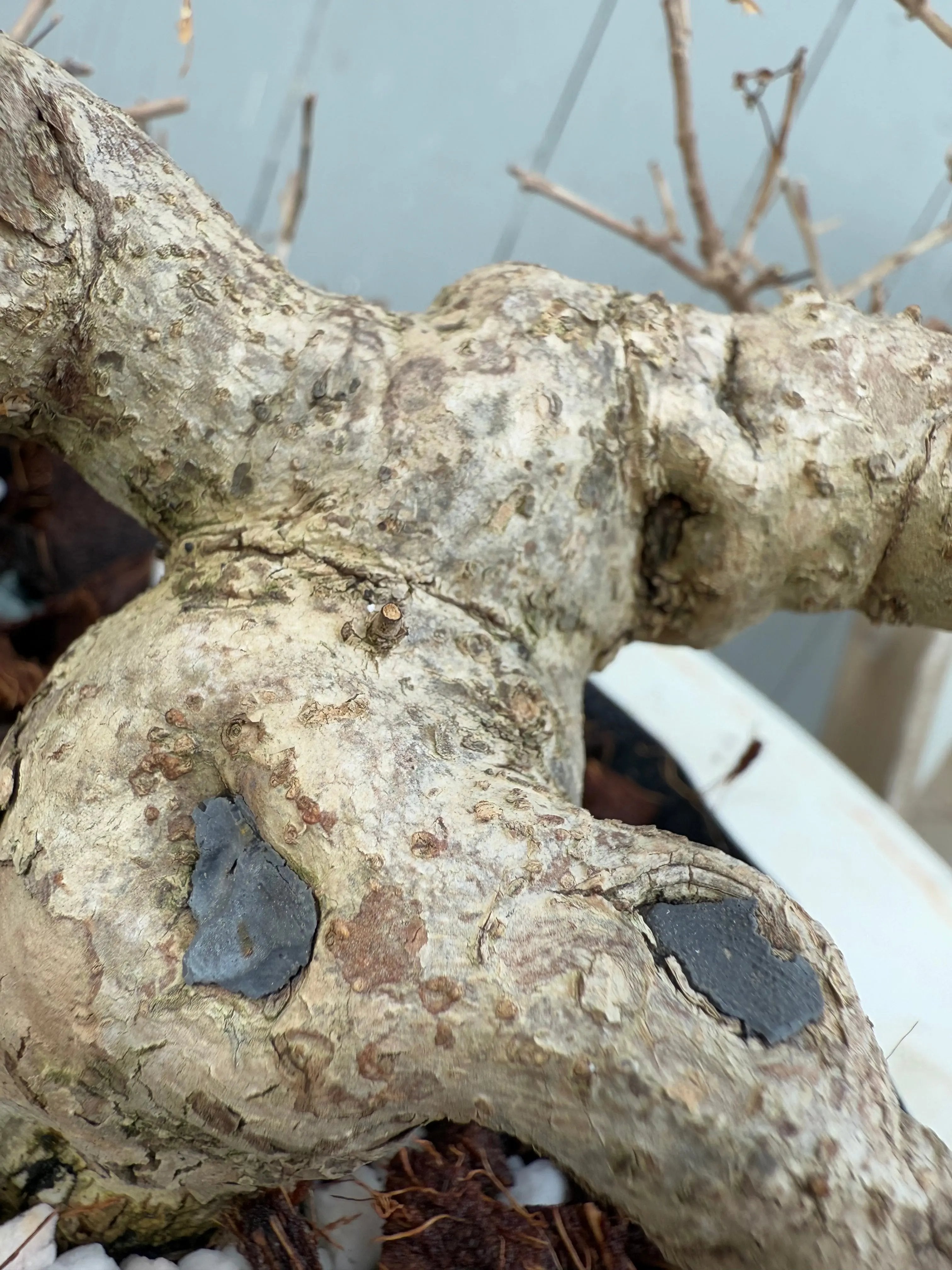 Callicarpa japonica Canada Bonsai