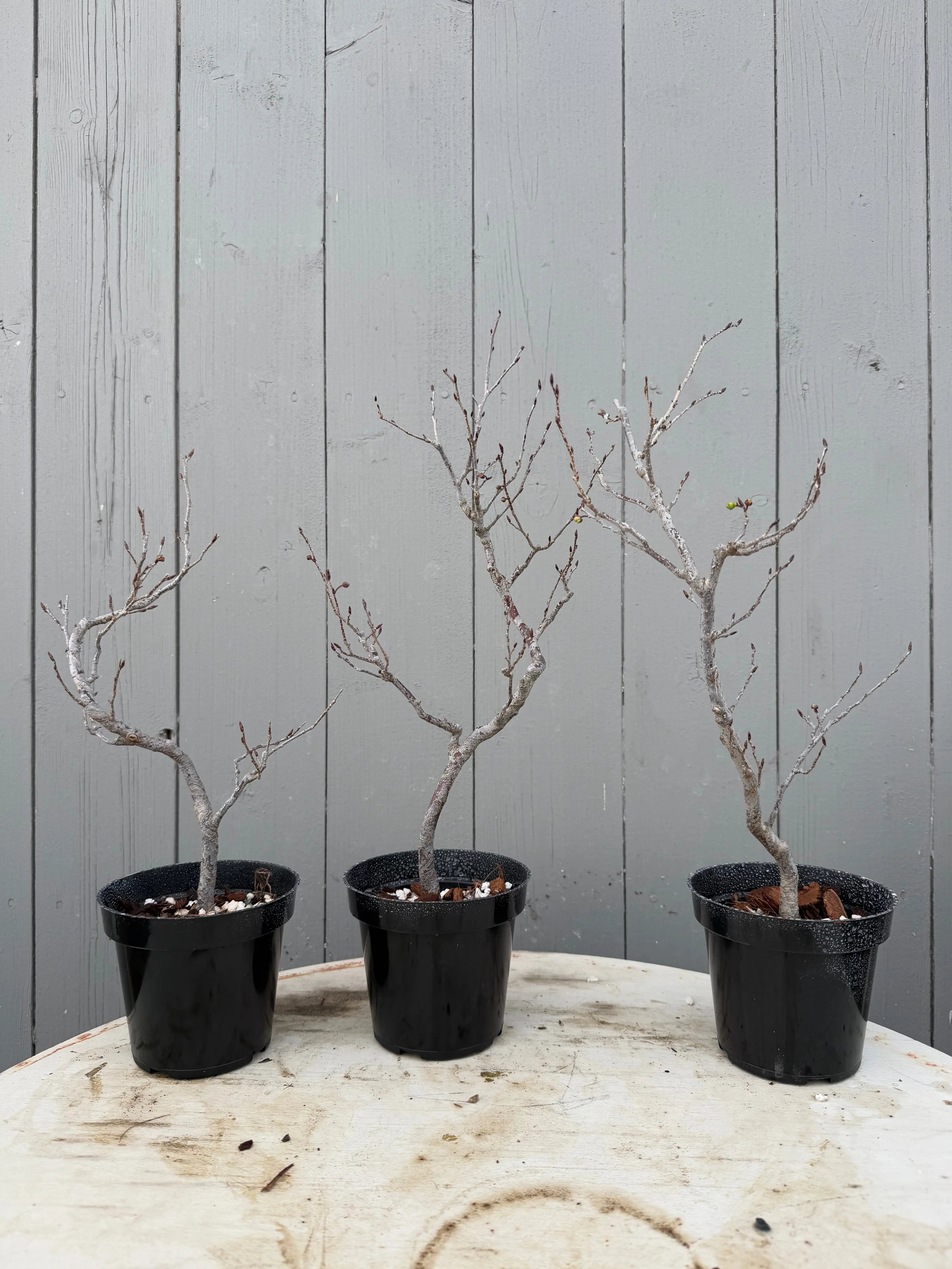 Lindera praecox Canada Bonsai