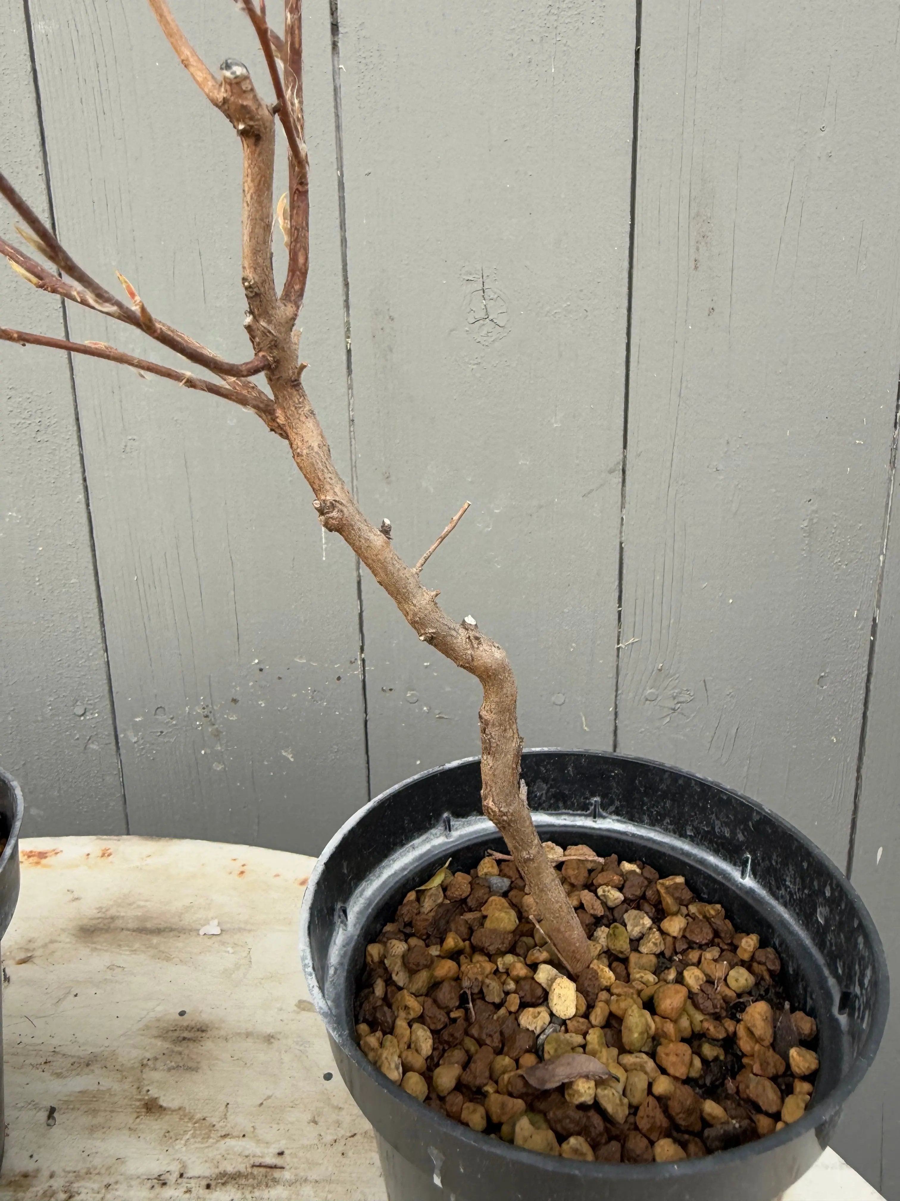 Stewartia monadelpha Canada Bonsai