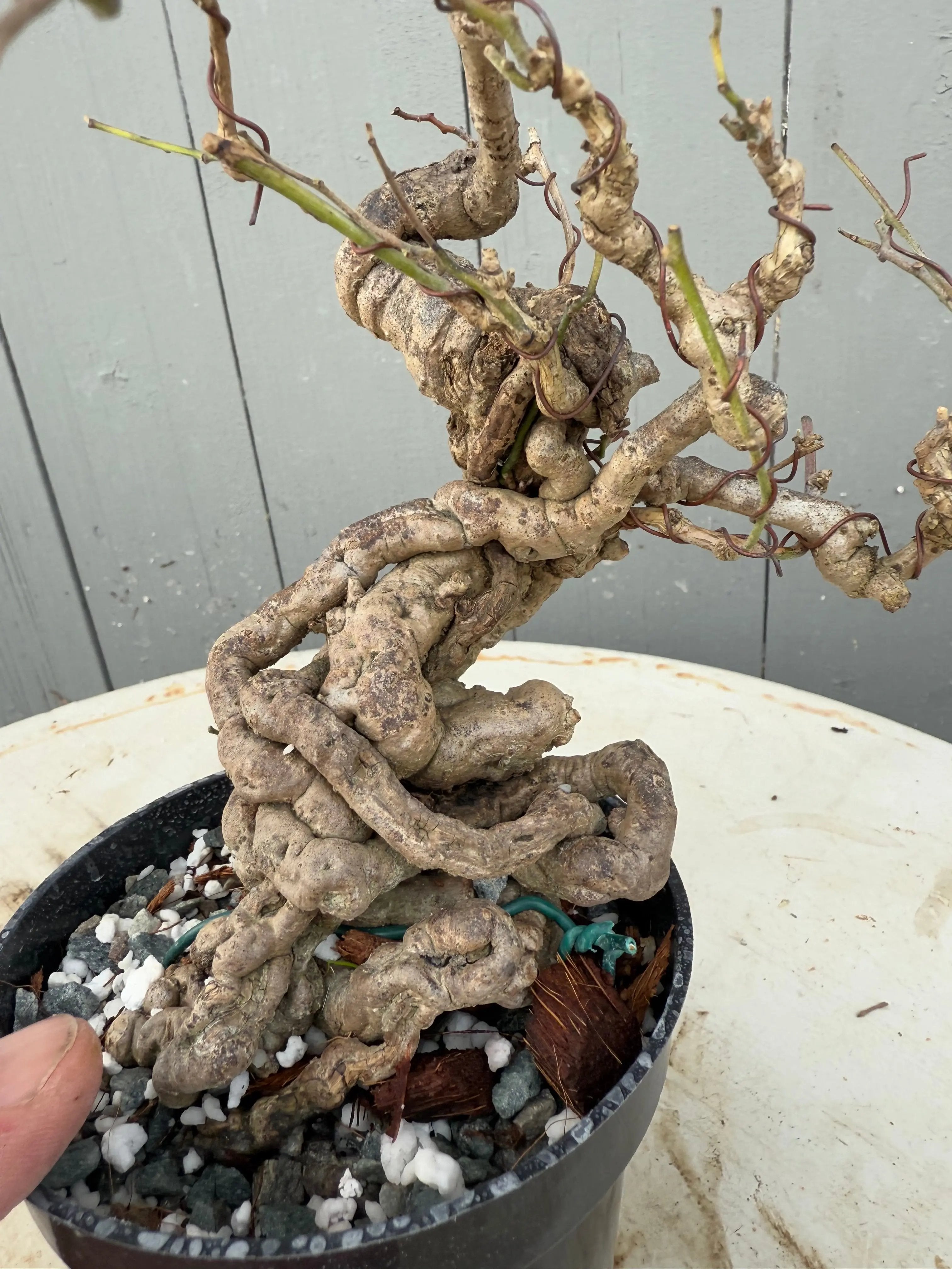 Cocculus orbiculatus Canada Bonsai