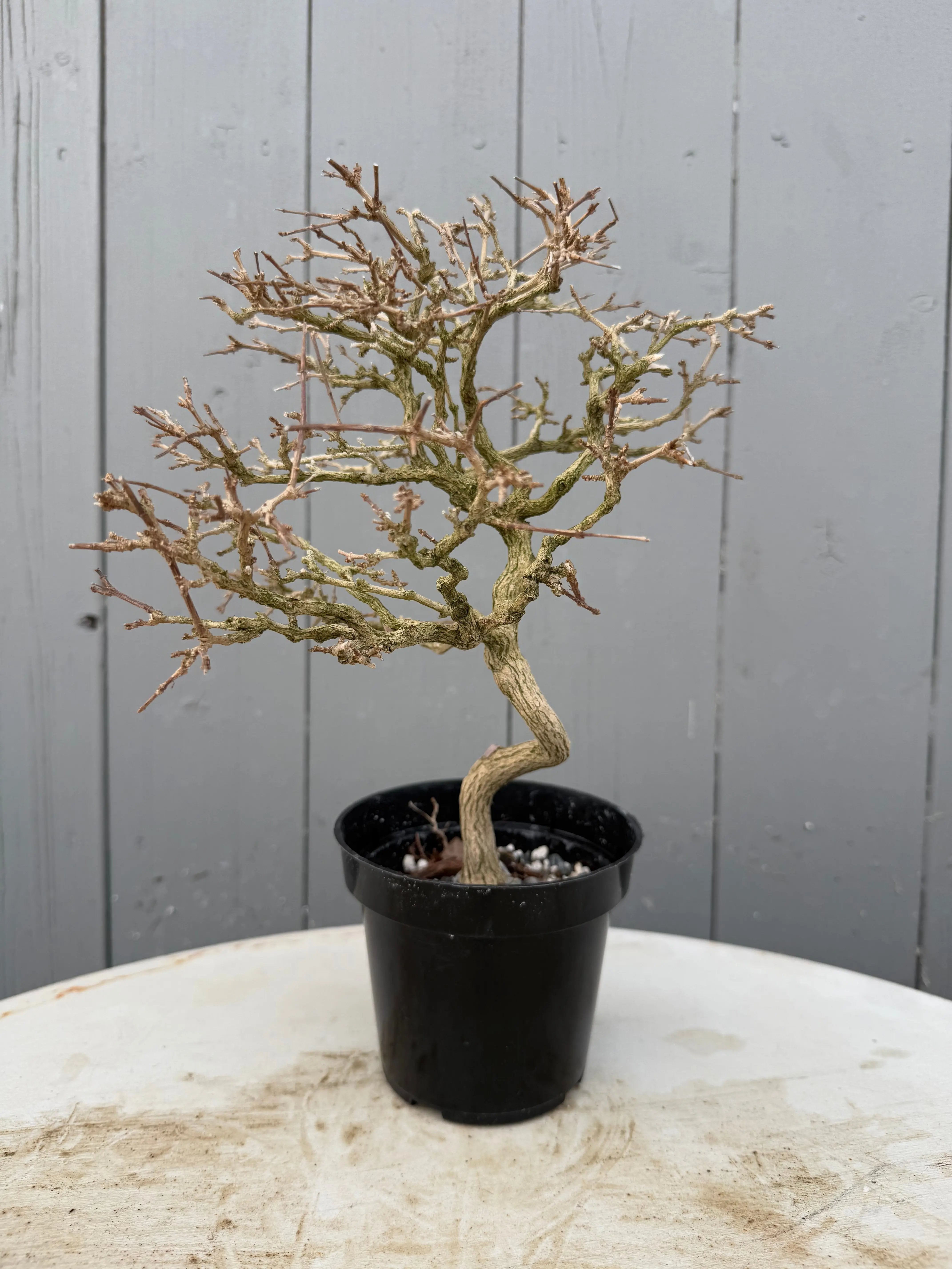 Premna japonica Canada Bonsai