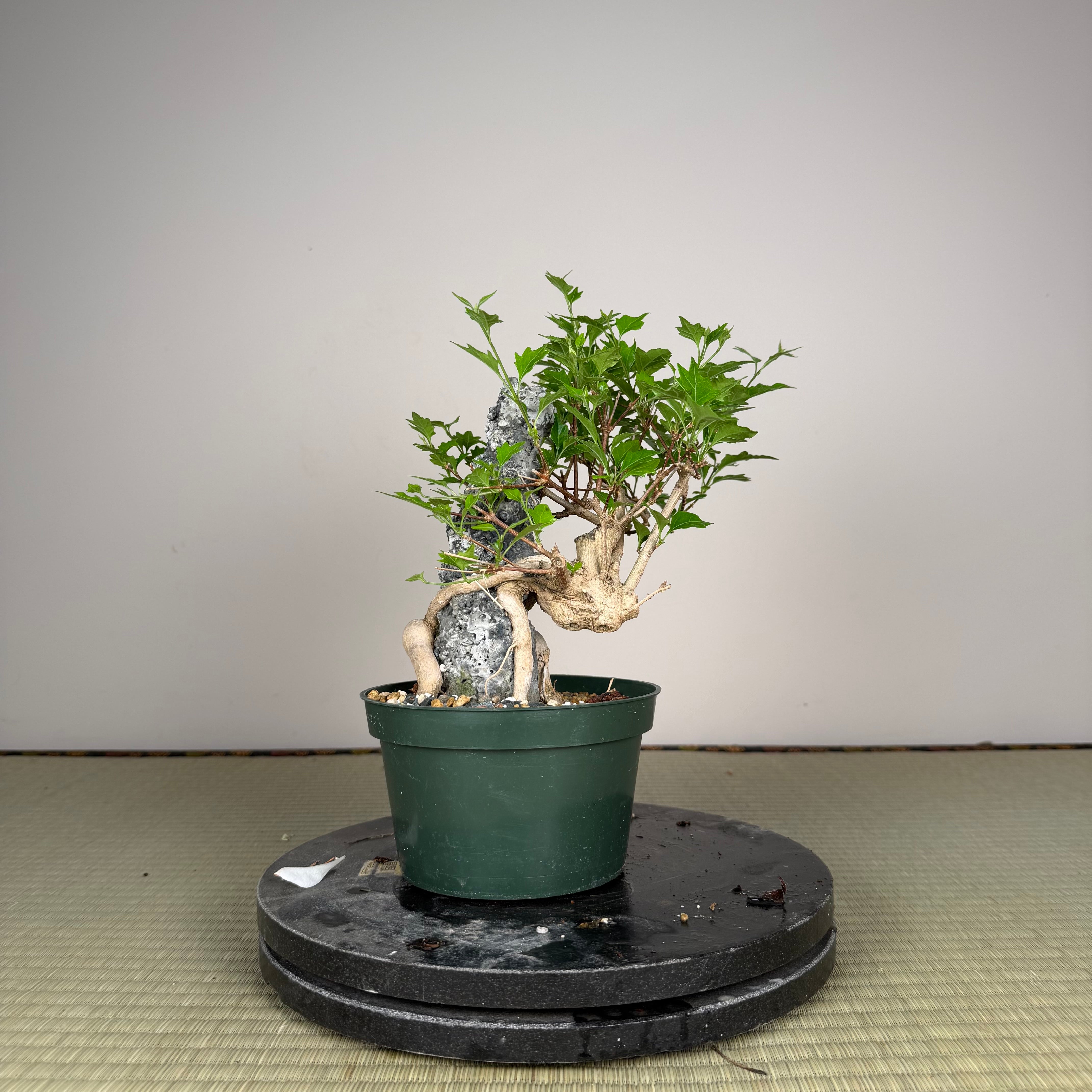 Premna japonica
