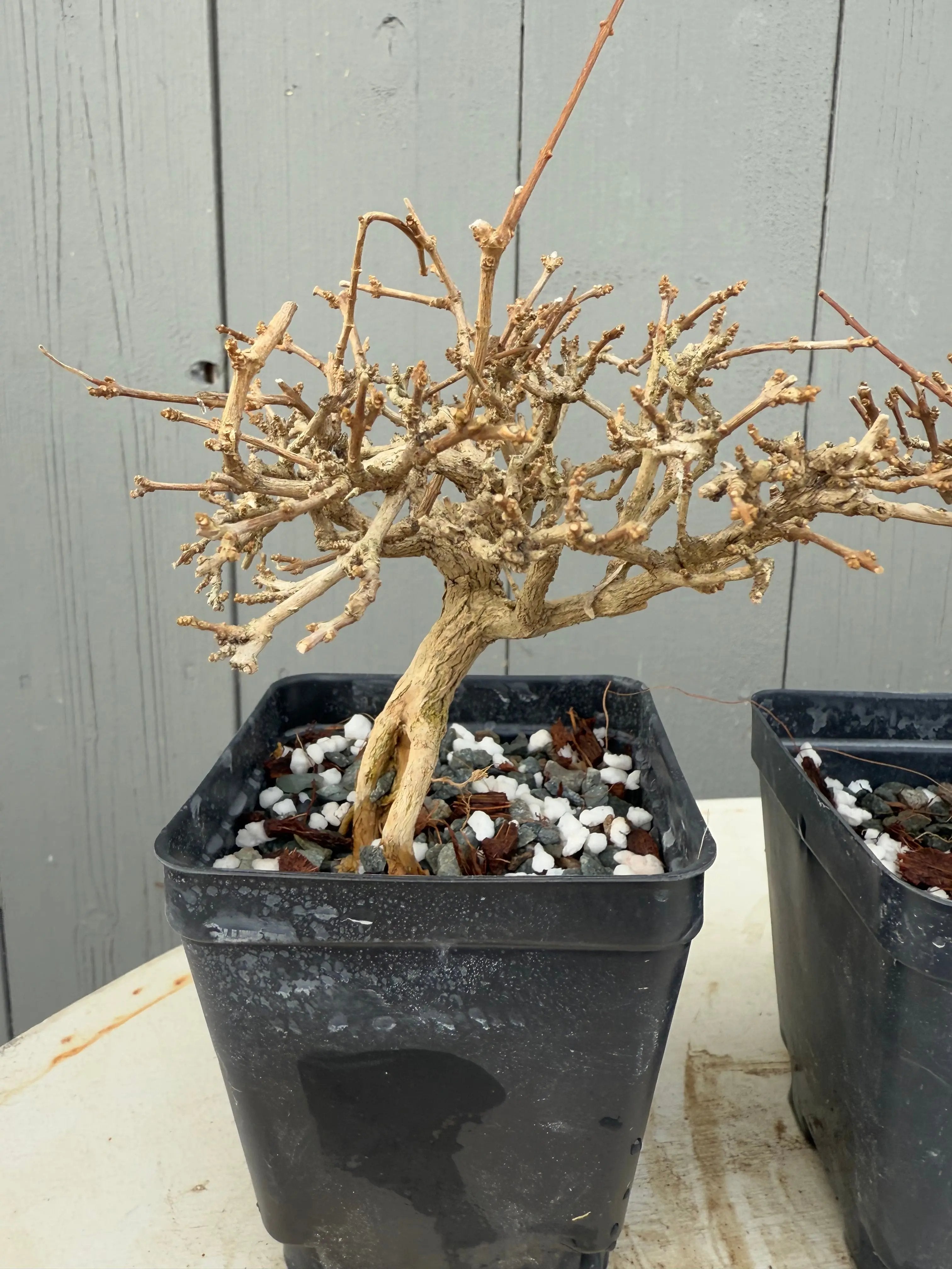 Premna japonica (medium) Canada Bonsai