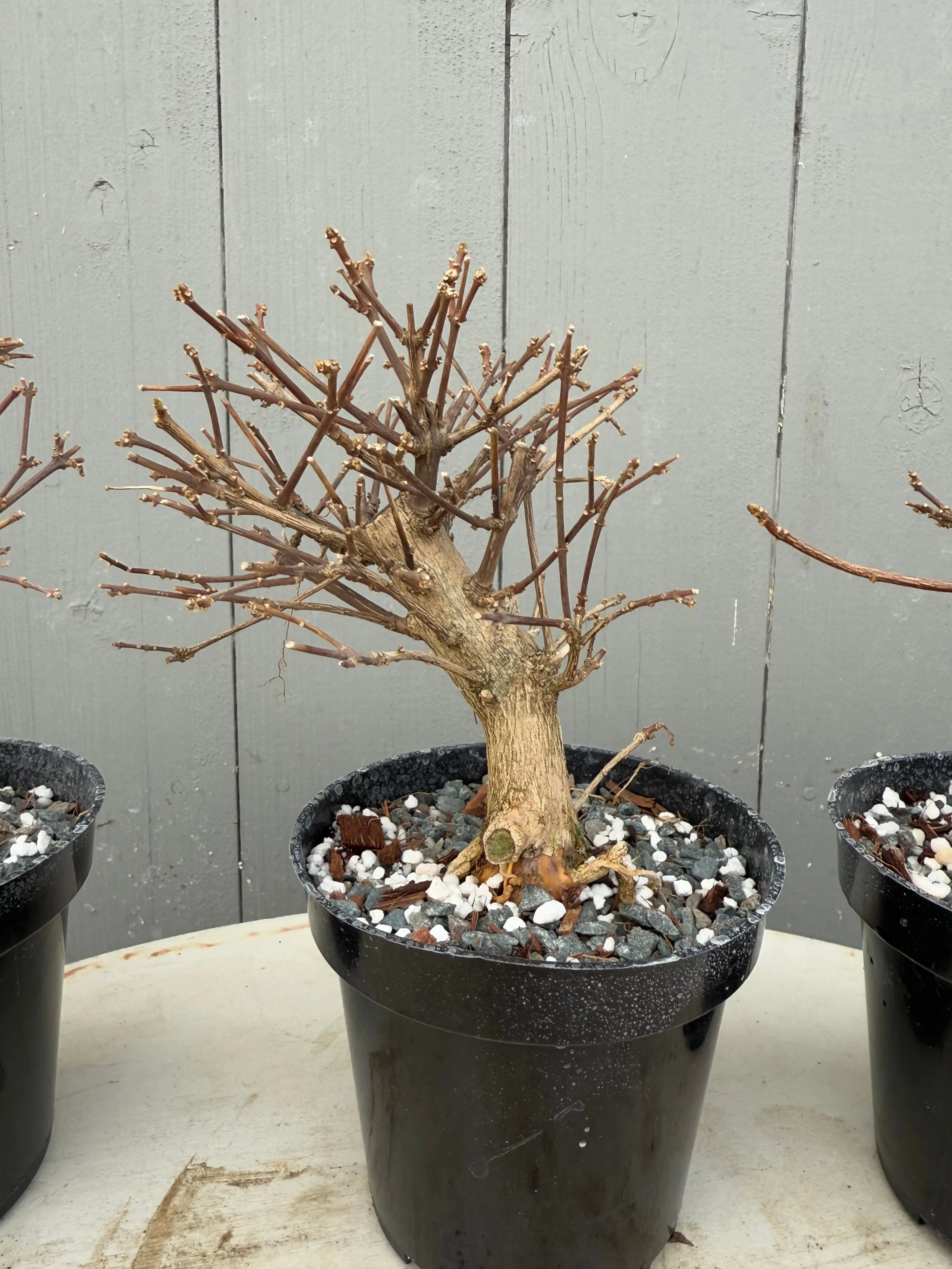 Premna japonica Canada Bonsai