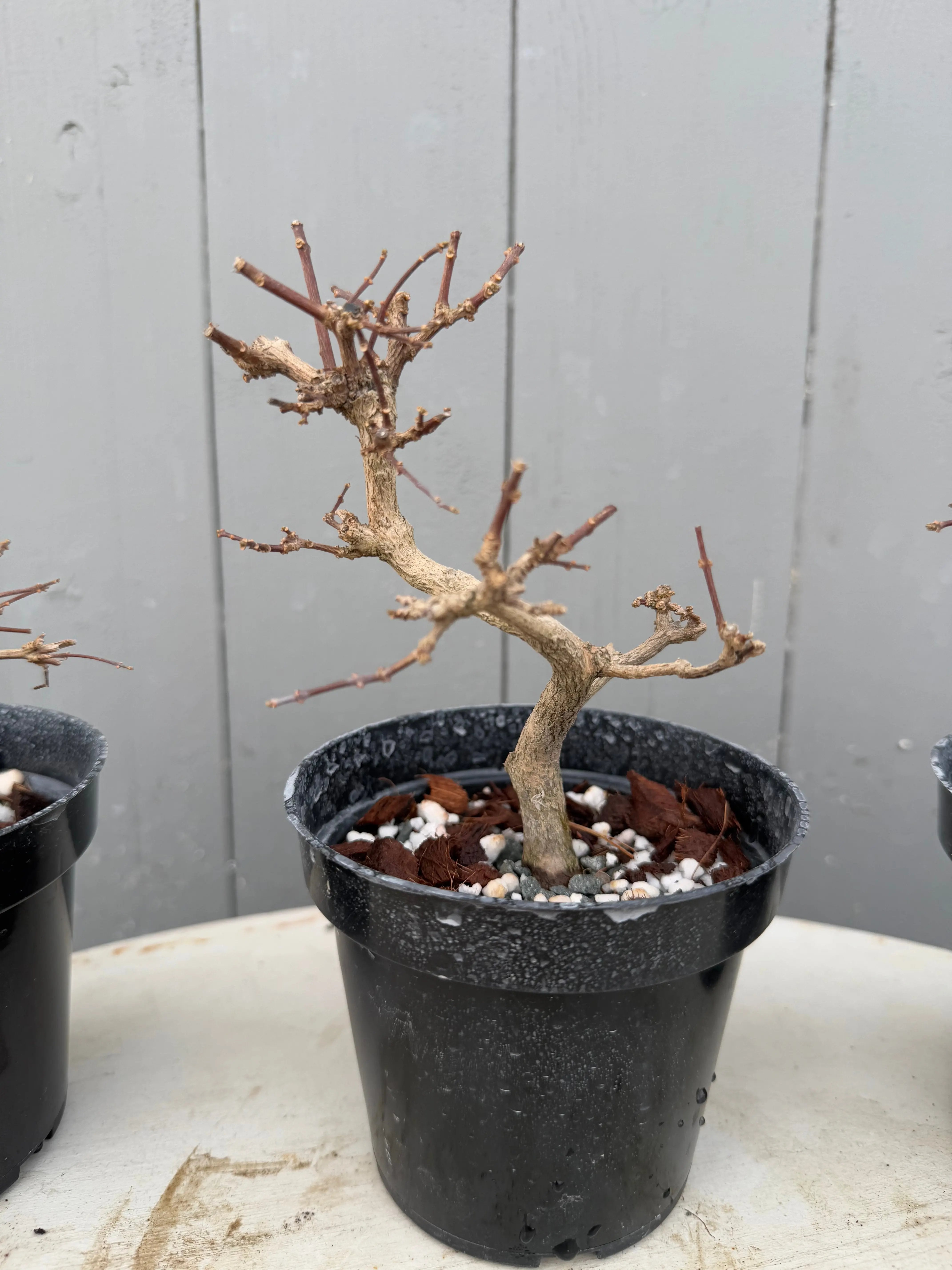 Premna japonica (large) Canada Bonsai