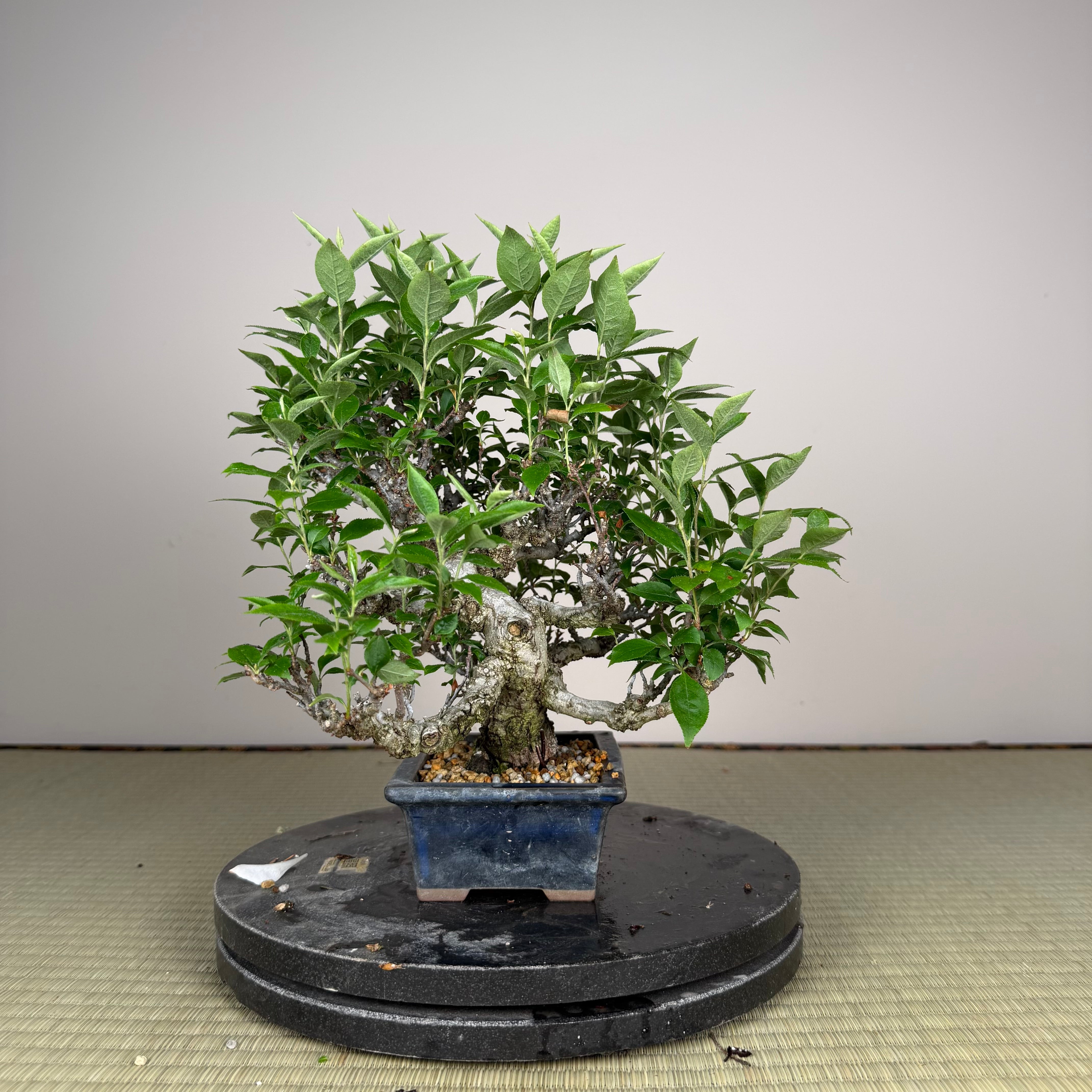 Pourthiaea villosa