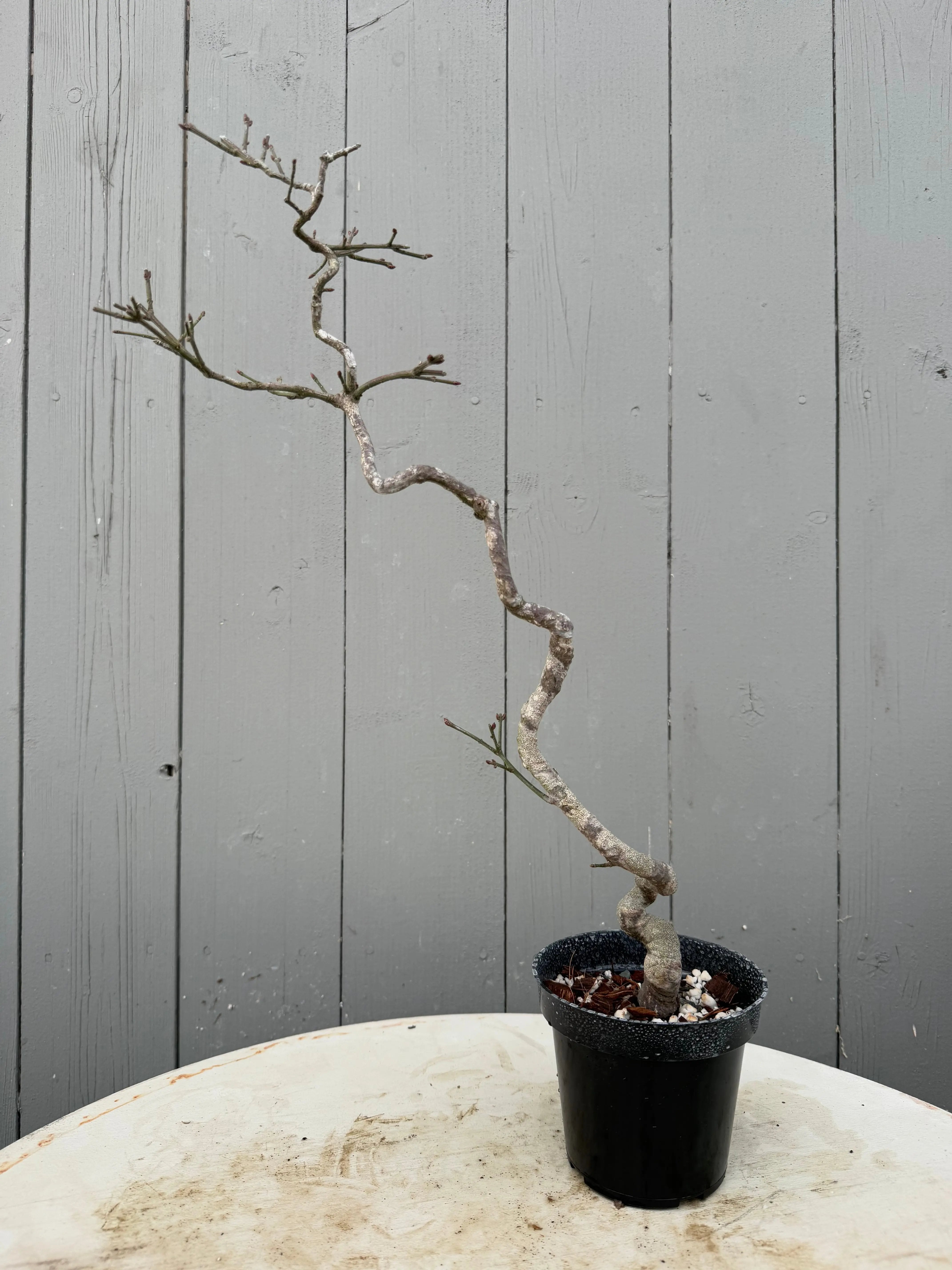 Euonymus Canada Bonsai