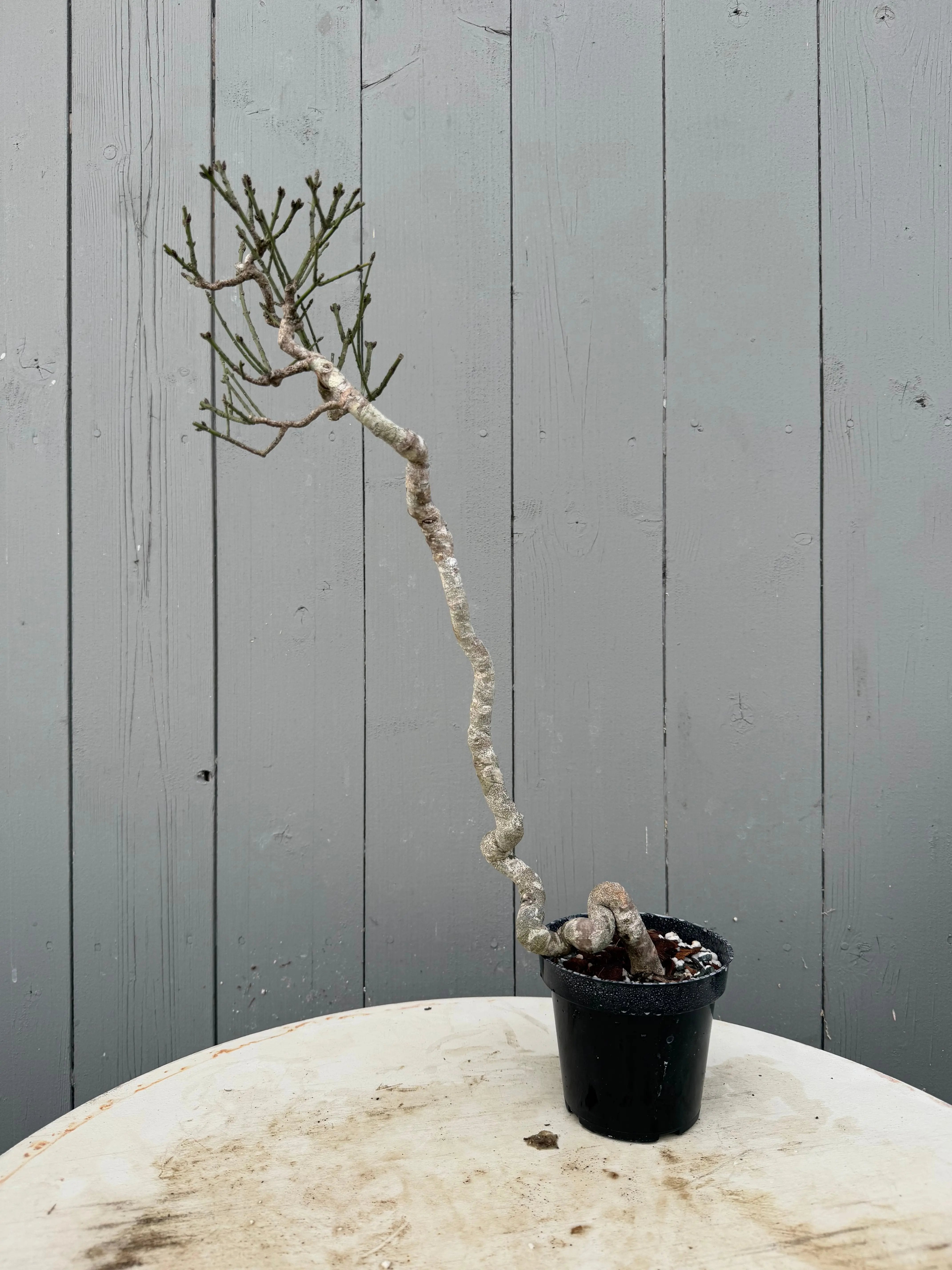 Euonymus Canada Bonsai