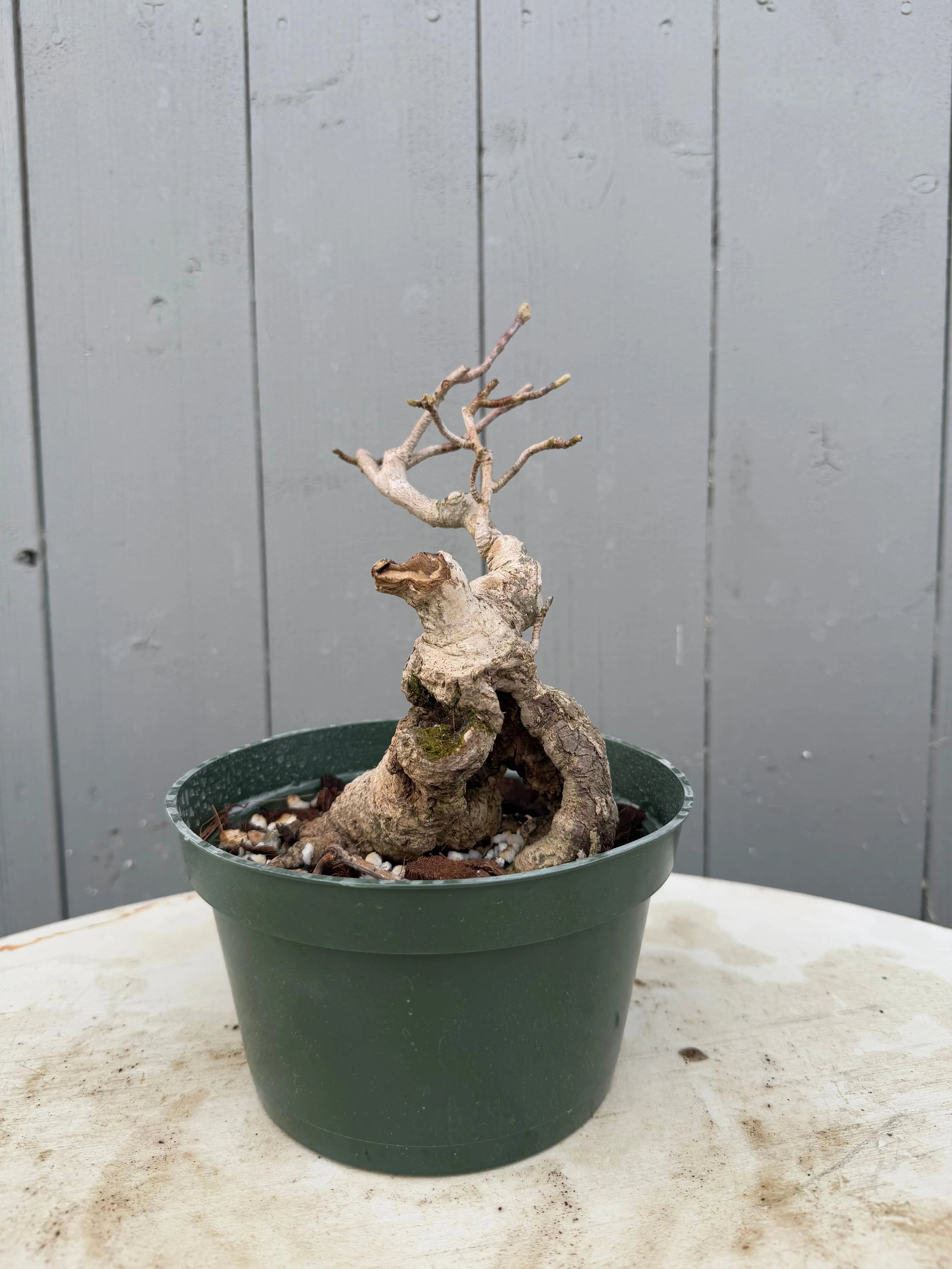 Magnolia Canada Bonsai