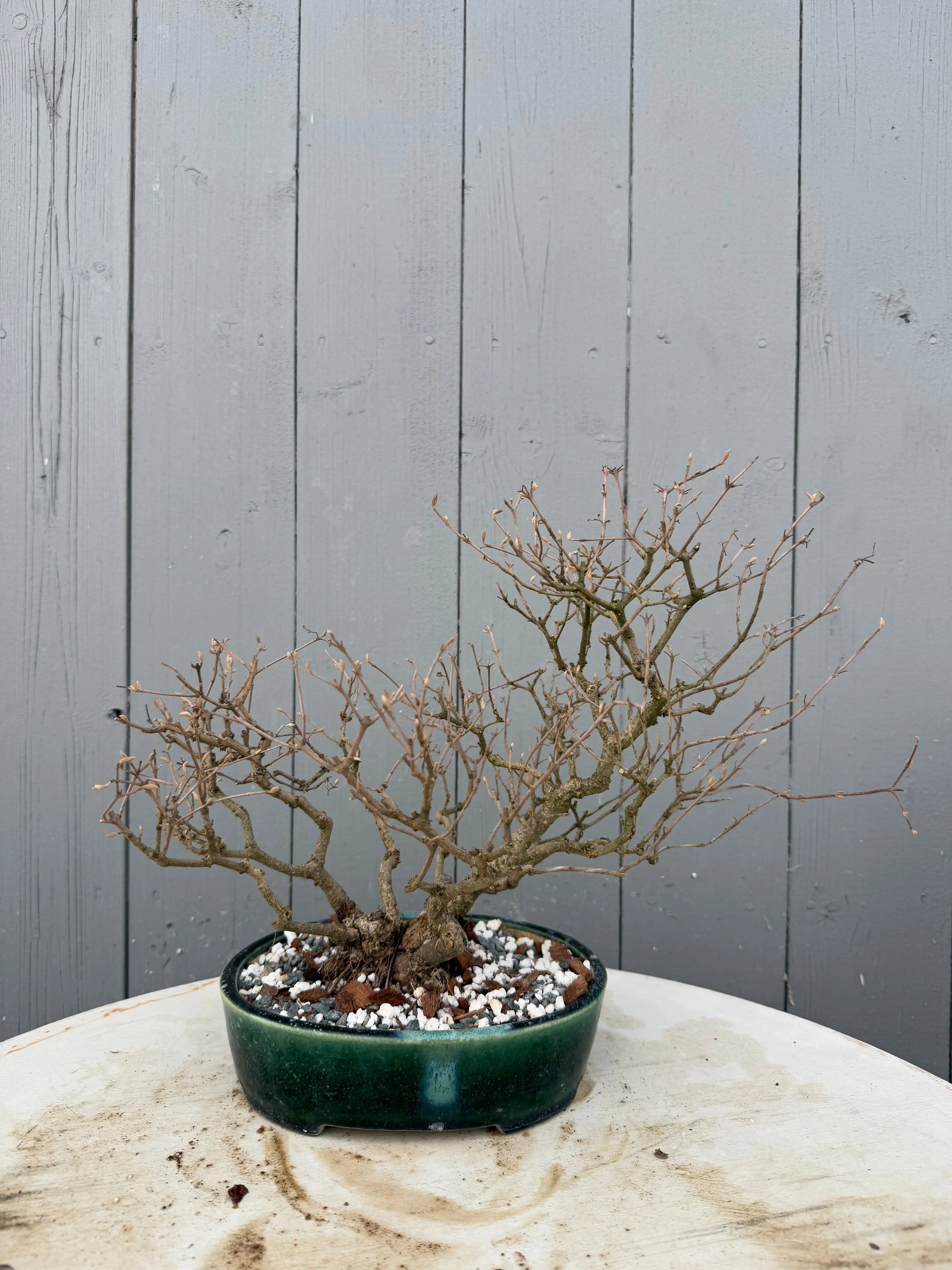 Callicarpa japonica Canada Bonsai