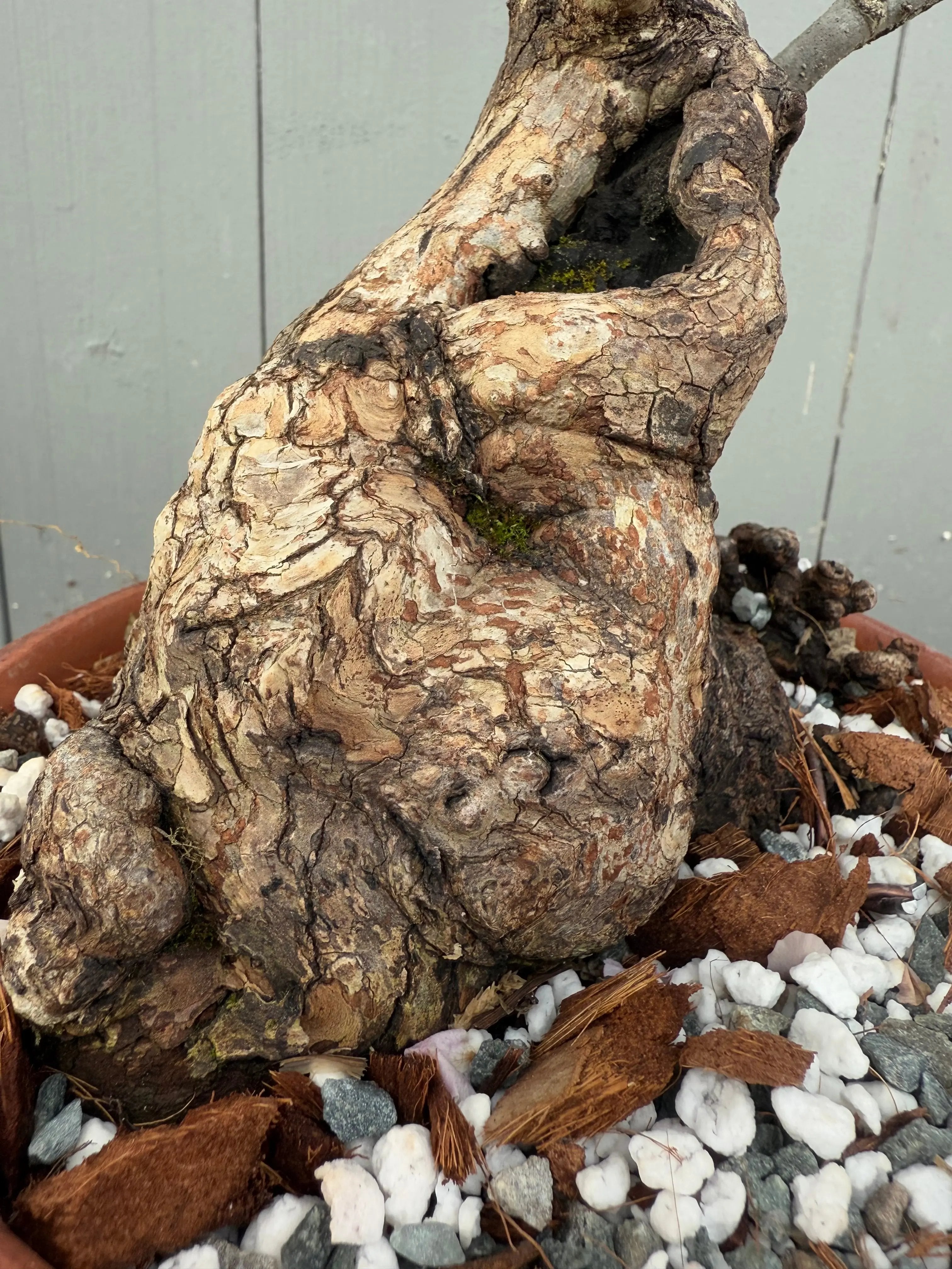 Diospyros Kaki Canada Bonsai