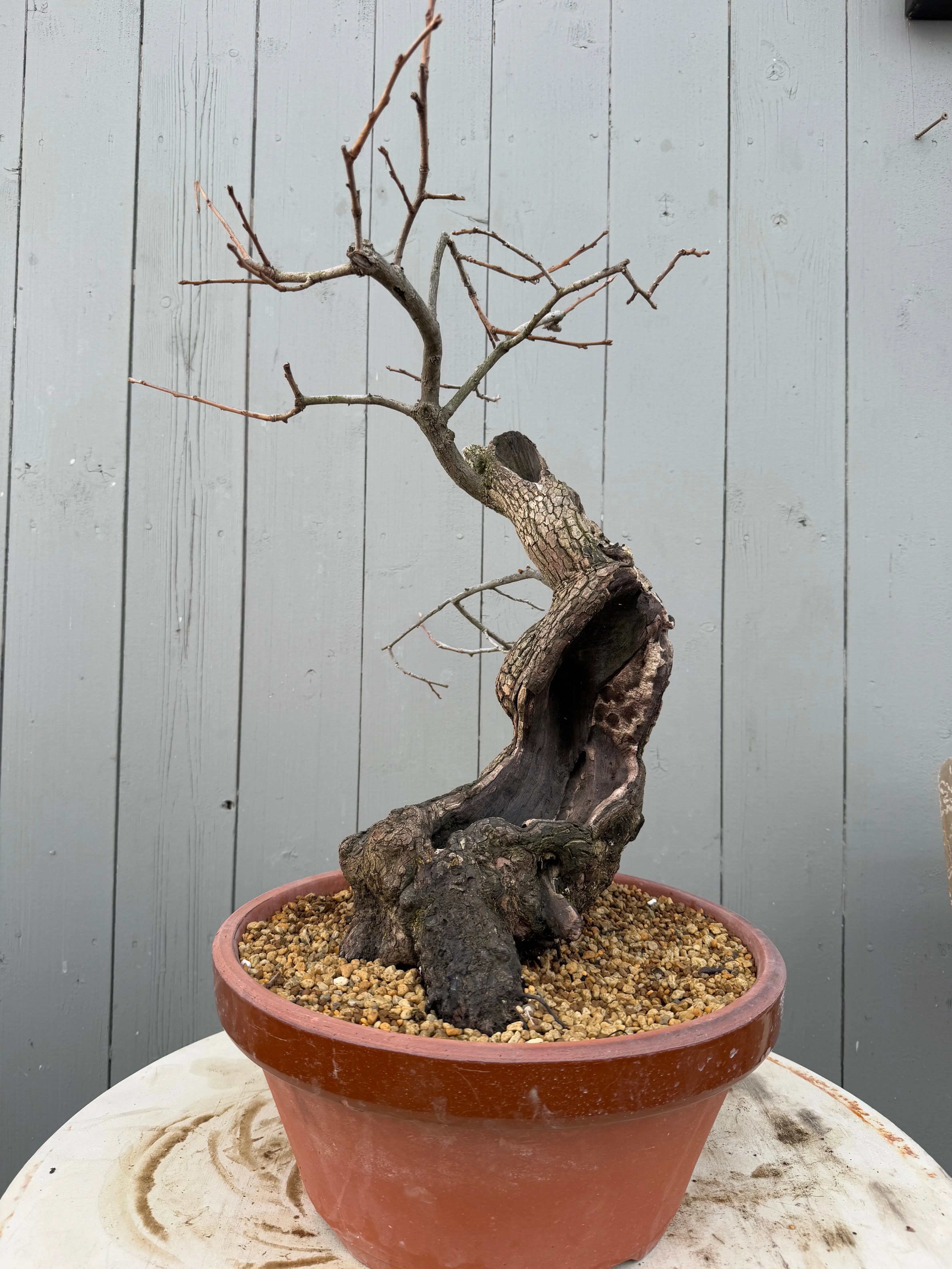 Diospyros Kaki Canada Bonsai