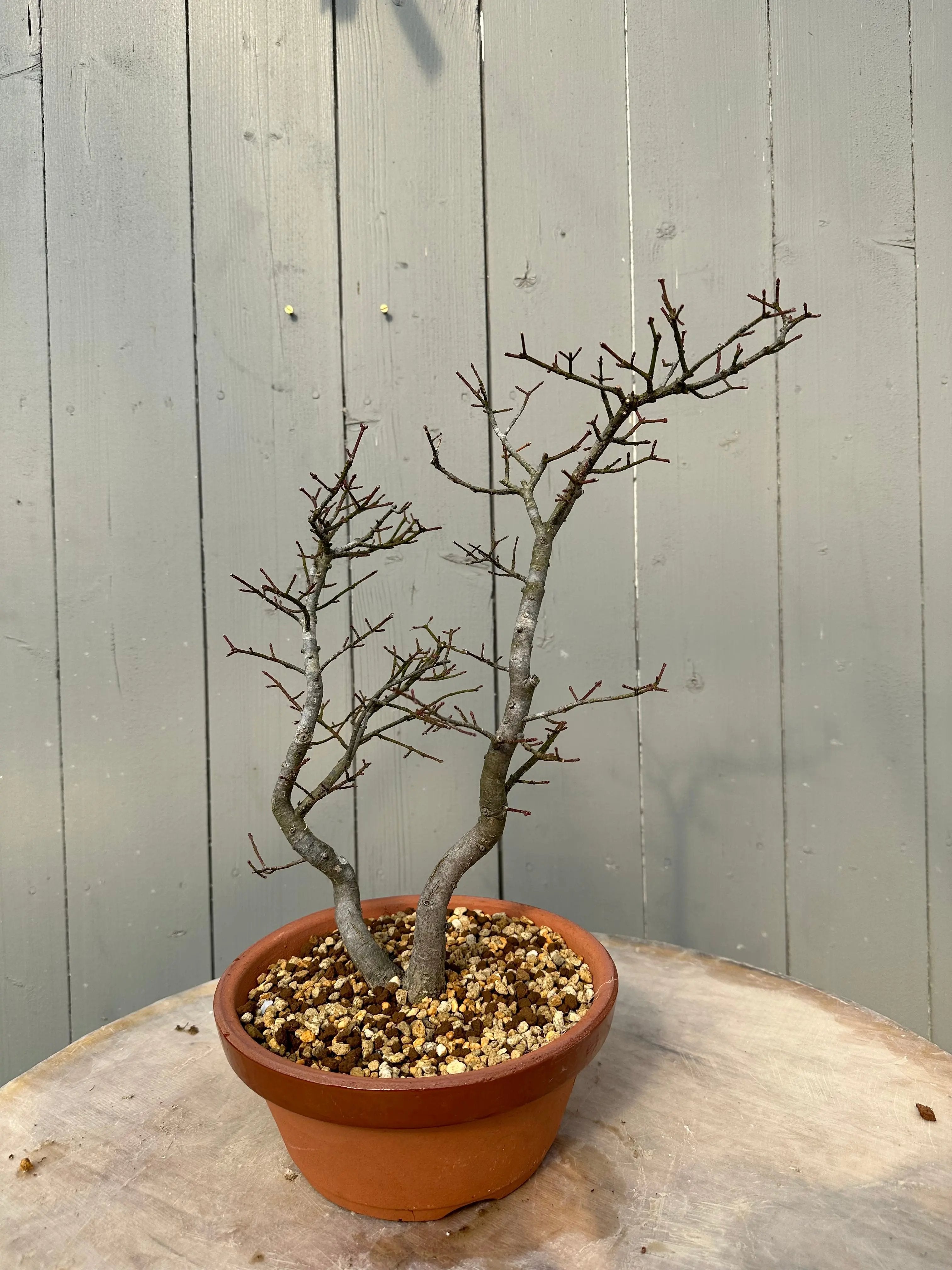 Euonymus #6 Canada Bonsai