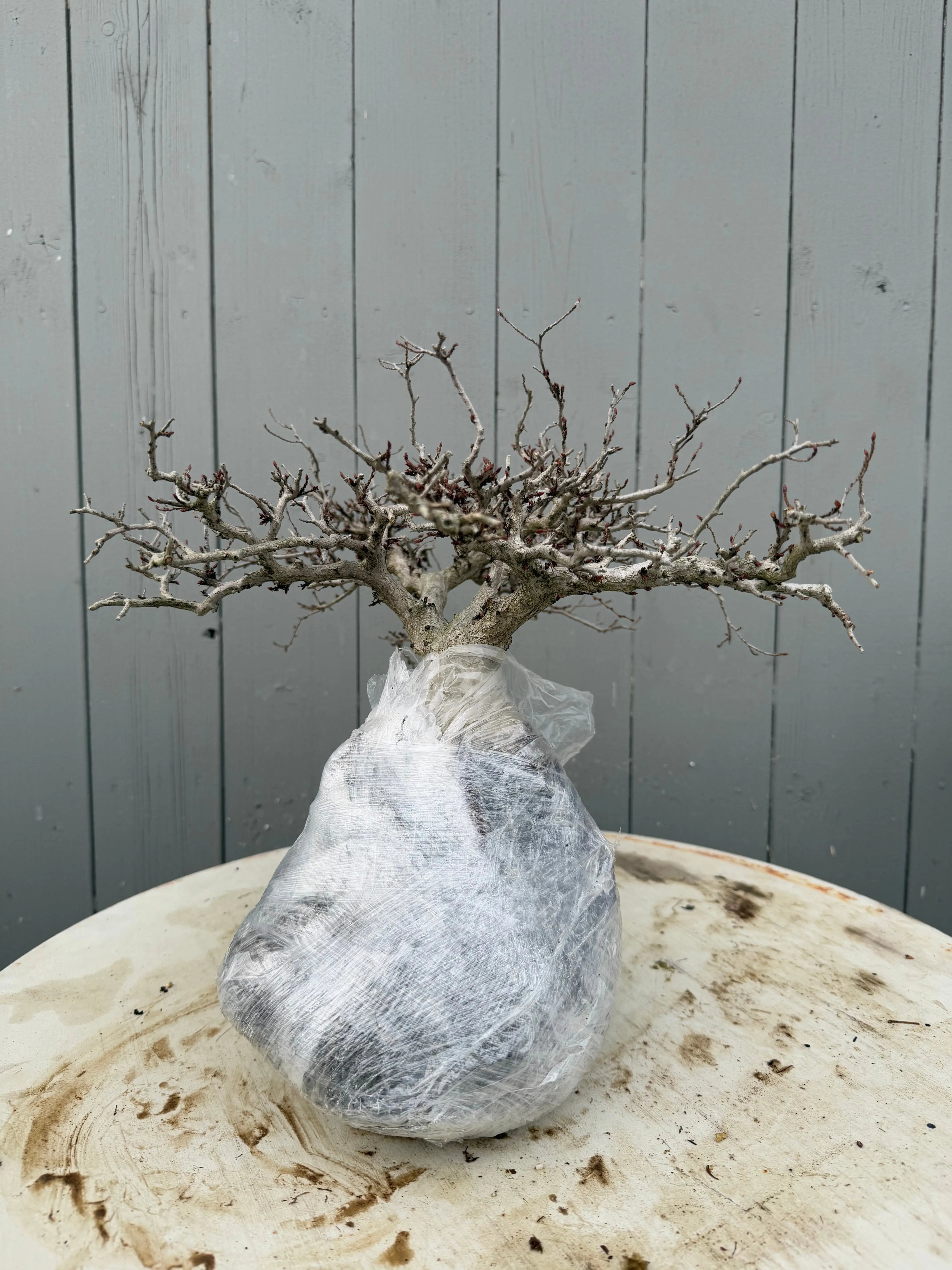 Carpinus turczaninowii Canada Bonsai