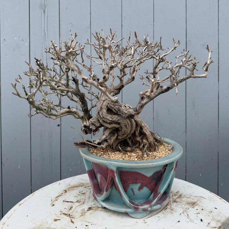 Punica granatum 25th Anniversary Gafu-ten Canada Bonsai