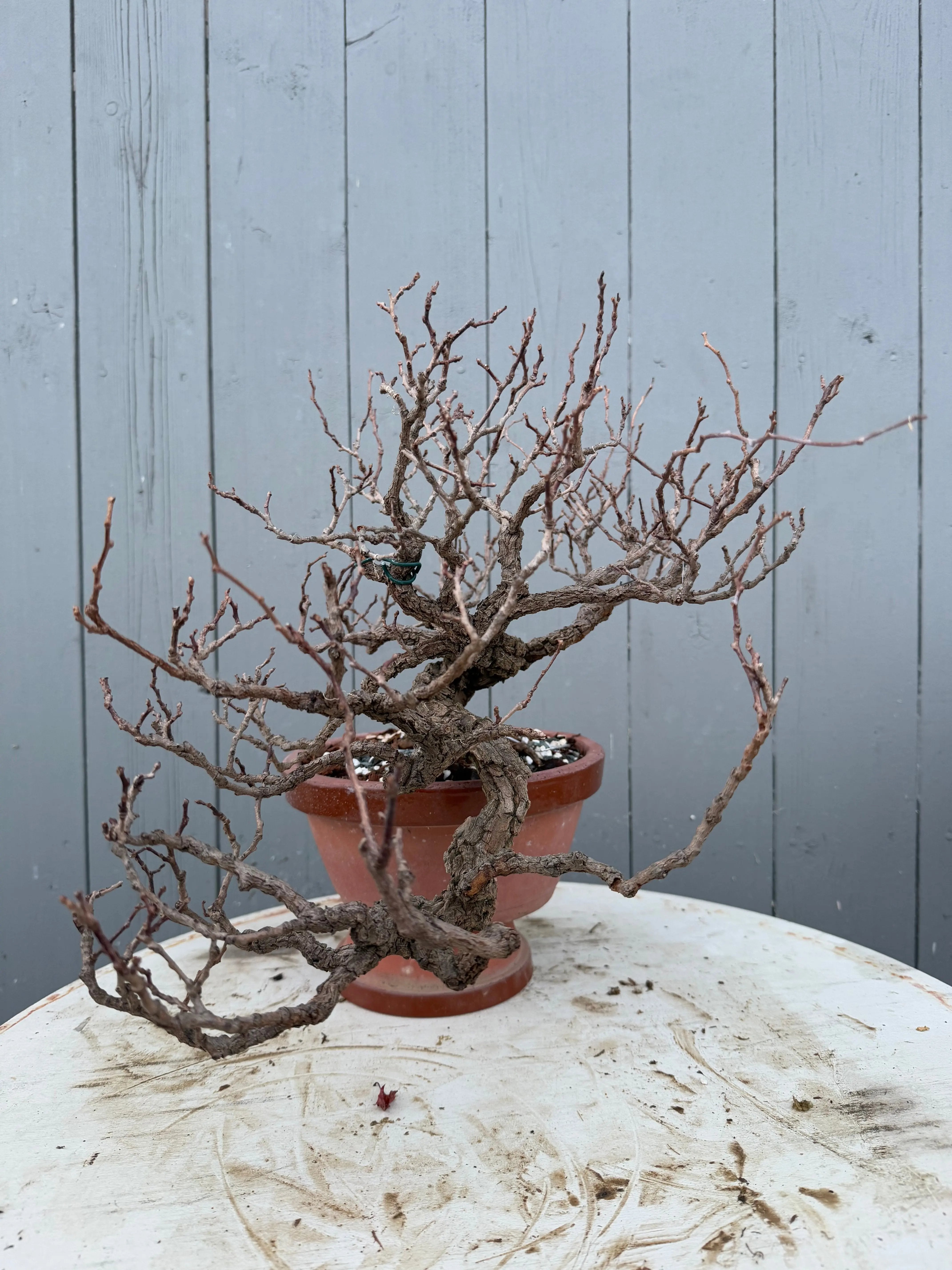 Actinidia arguta Canada Bonsai