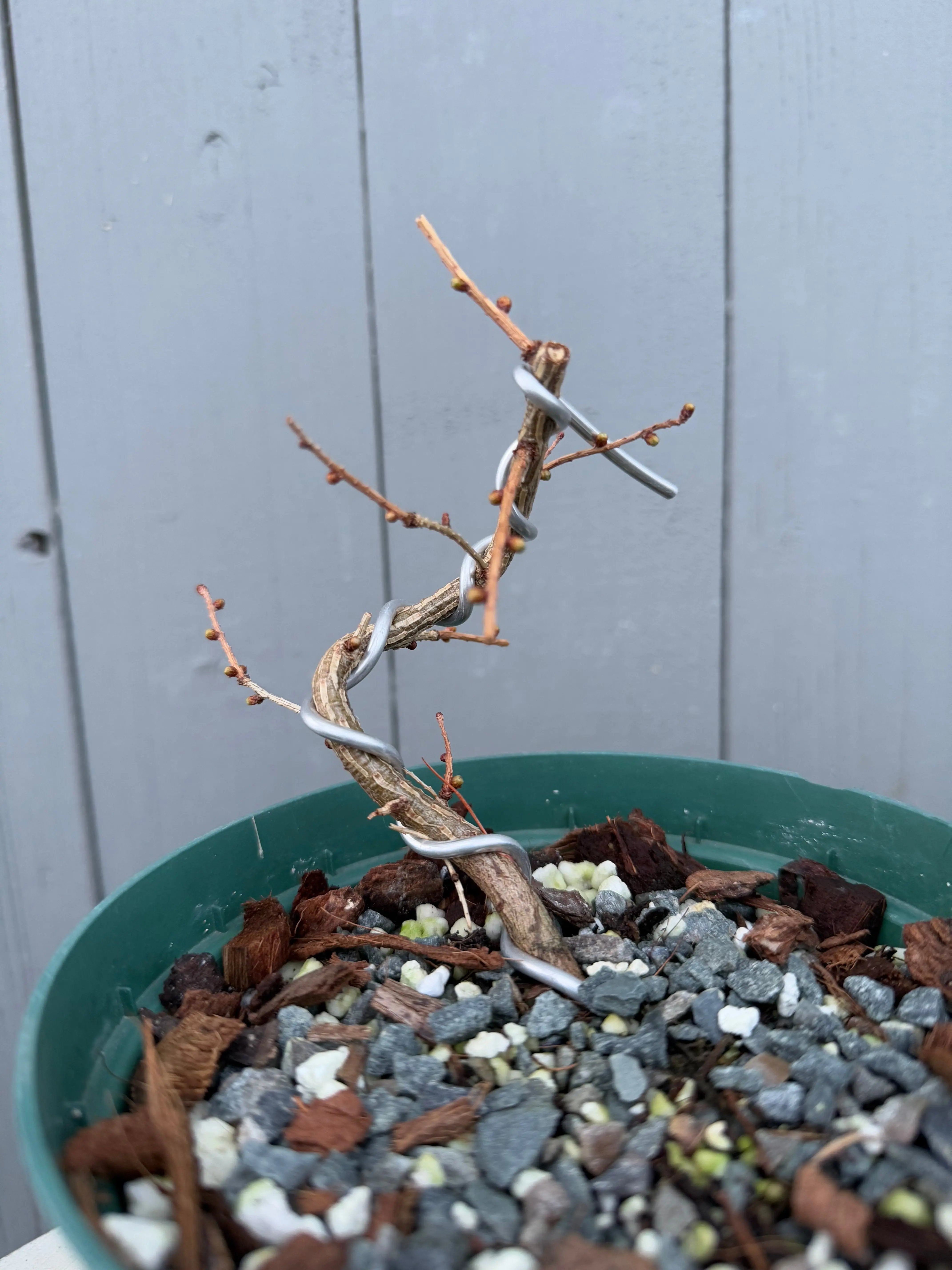 Larix leptolepsis Canada Bonsai