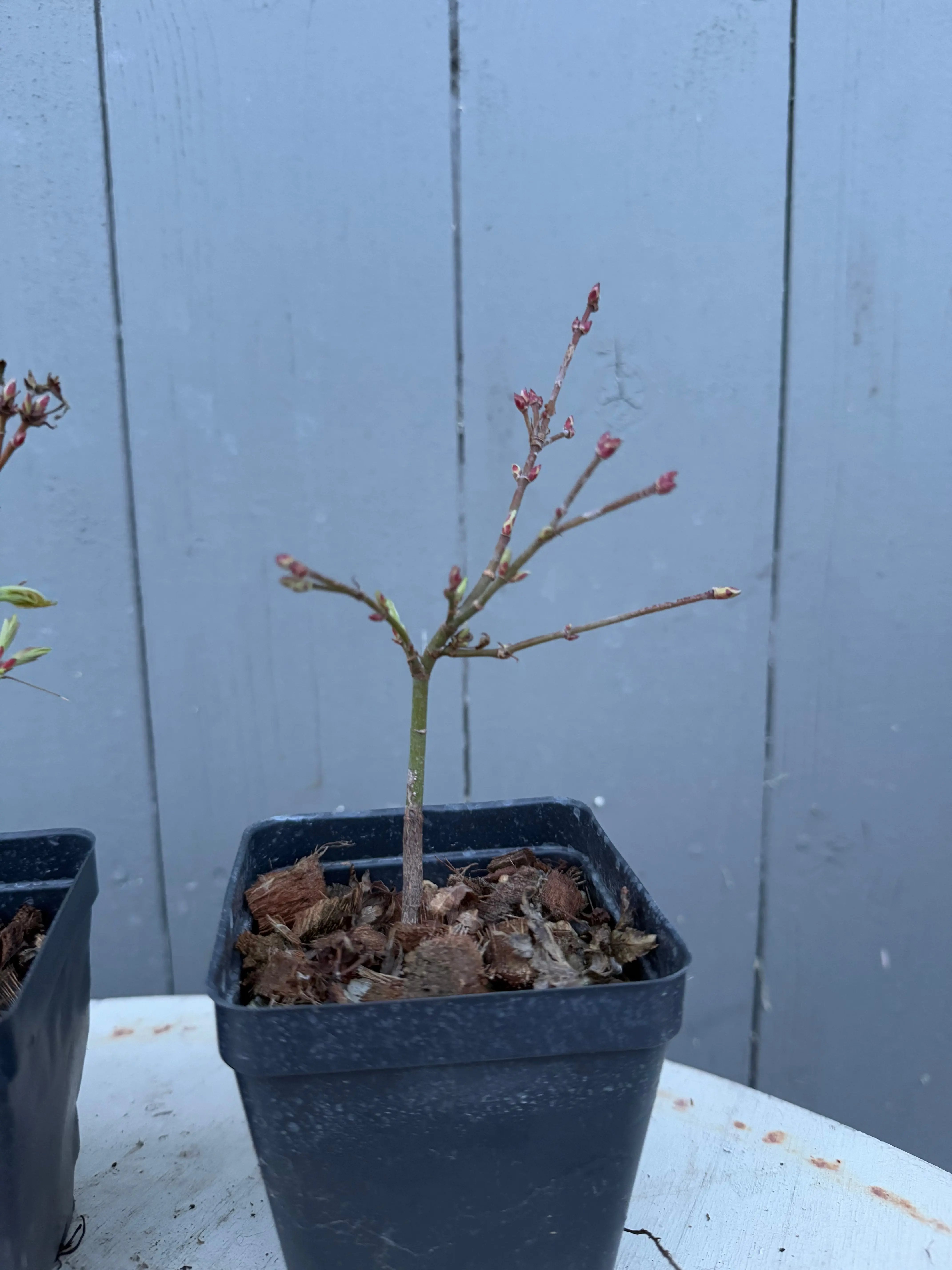 Acer palmatum 'Kashima' Canada Bonsai
