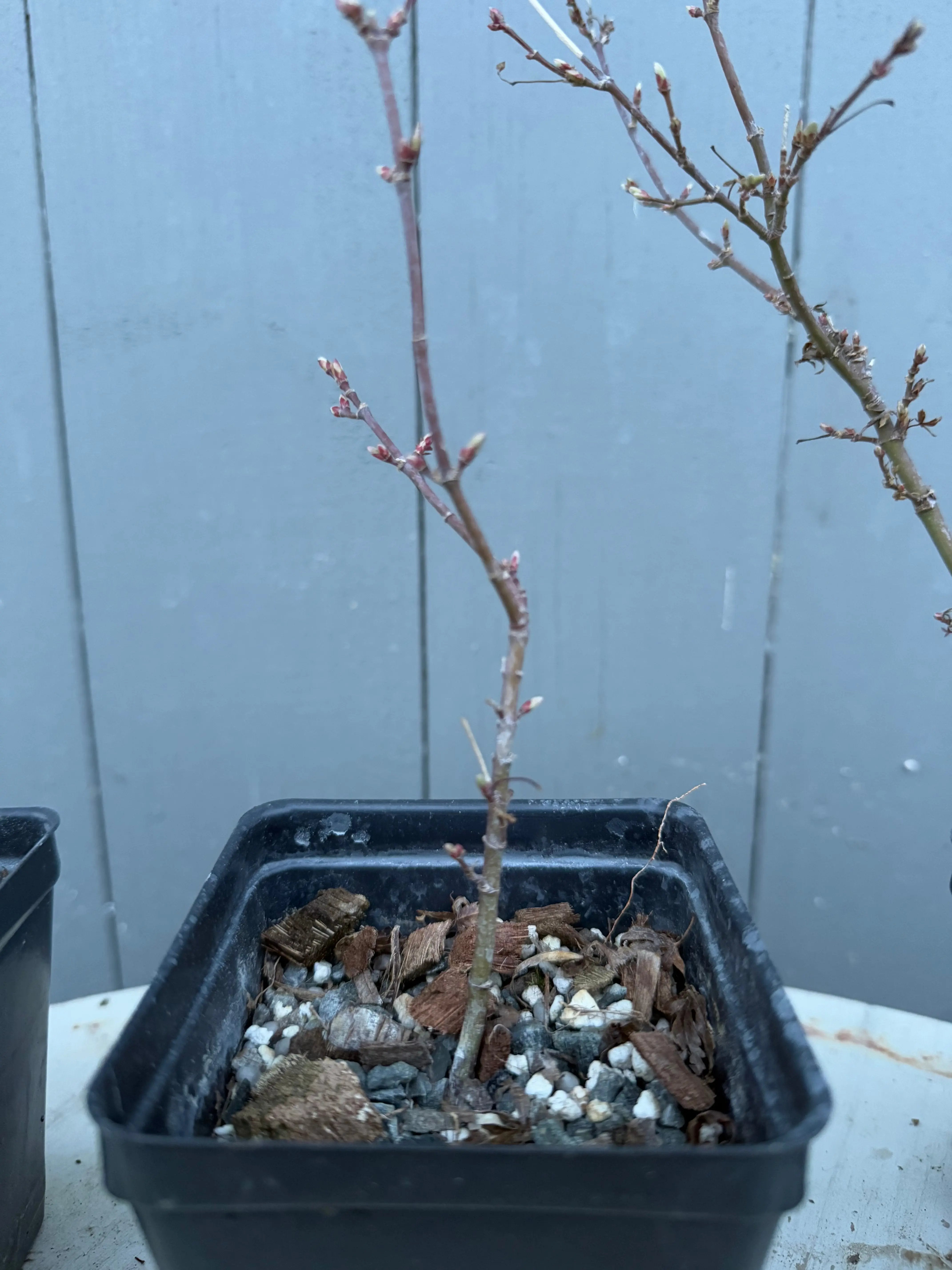 Acer palmatum 'Yves' Petites Feuilles' Canada Bonsai