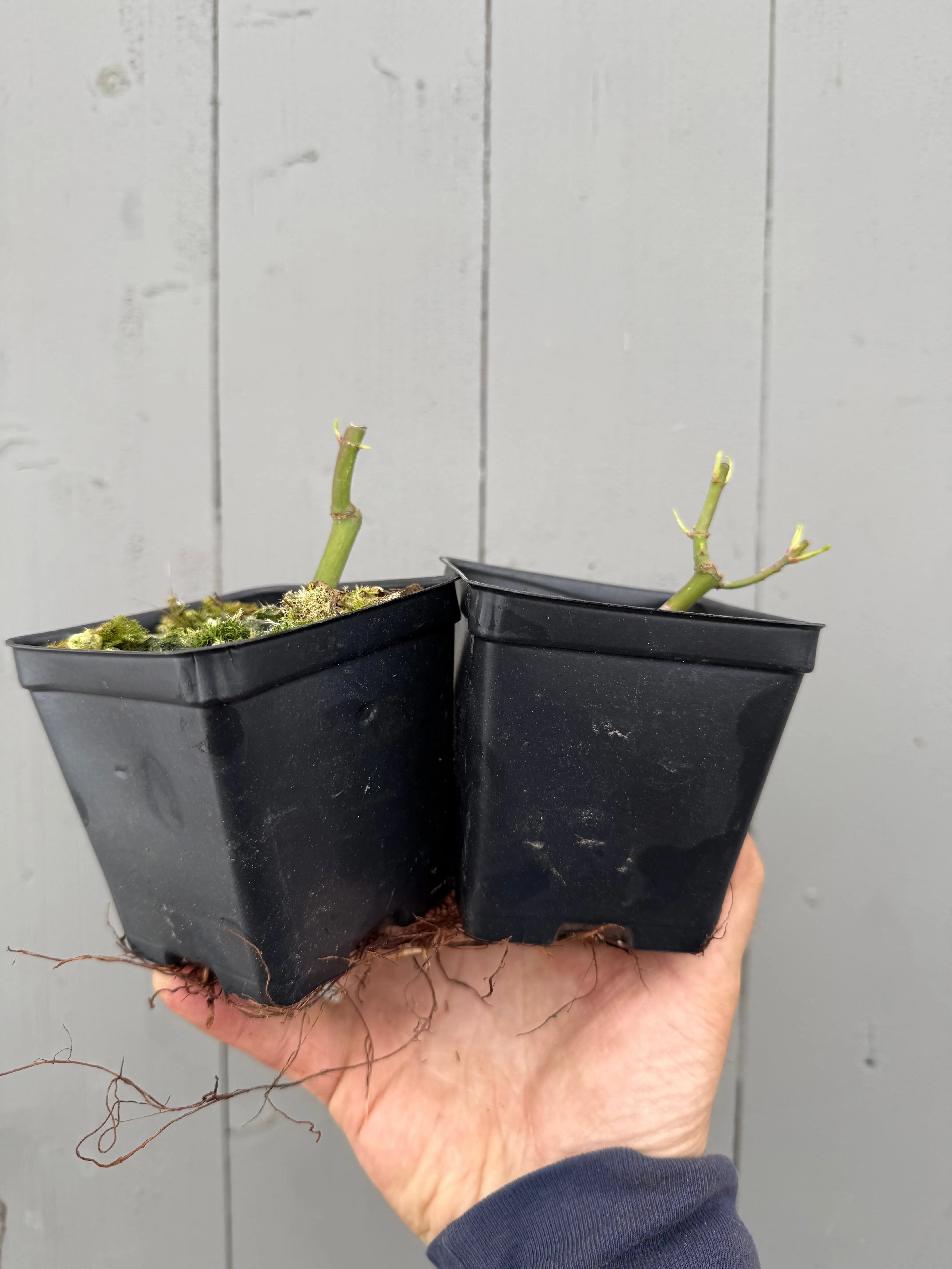 Acer palmatum 'Katsura' (cutback) Canada Bonsai
