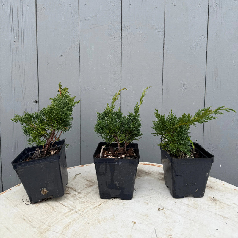 Juniperus (Shimpaku) Canada Bonsai