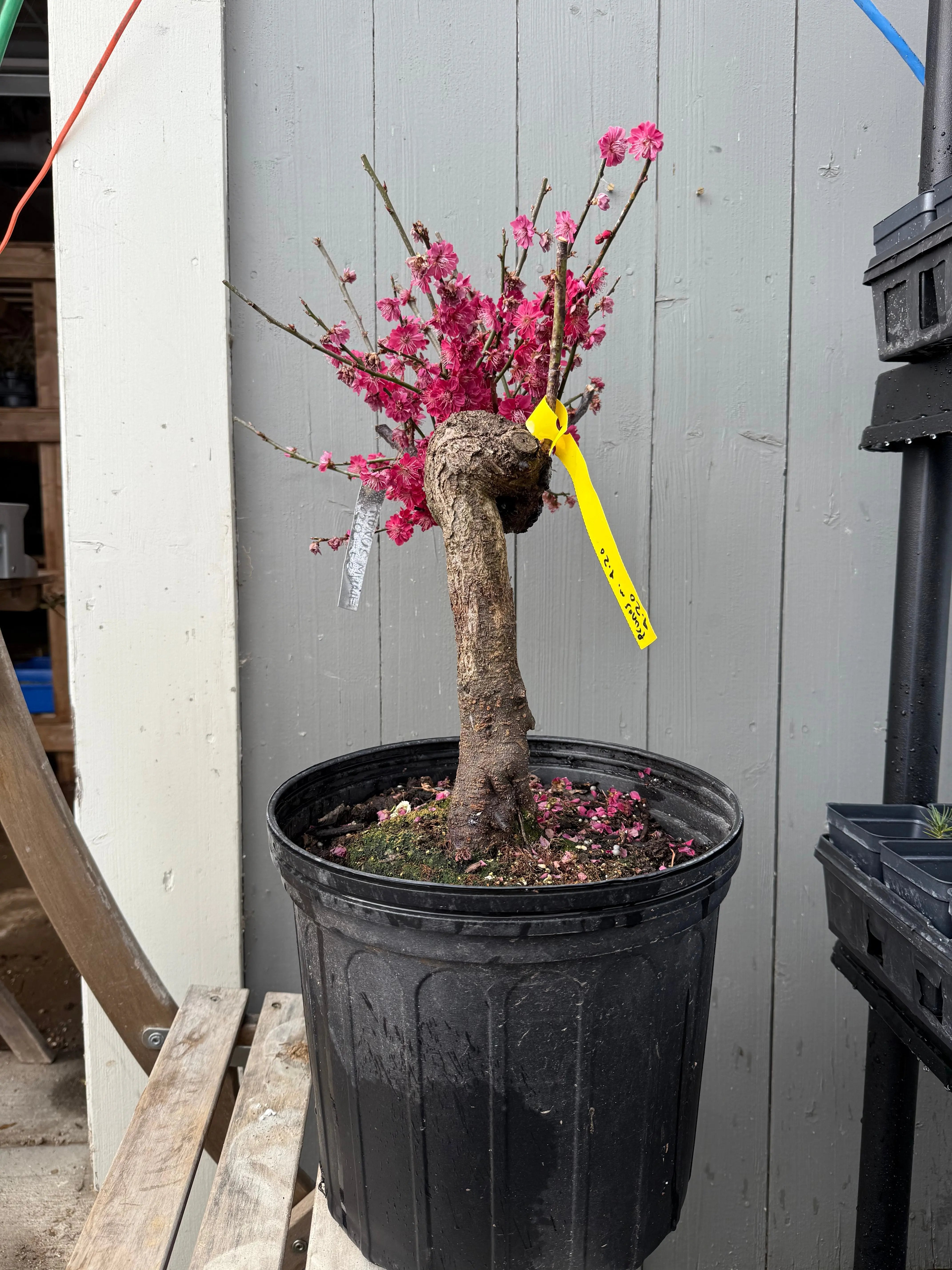 Prunus mume 'Wū yǔ yù' Canada Bonsai