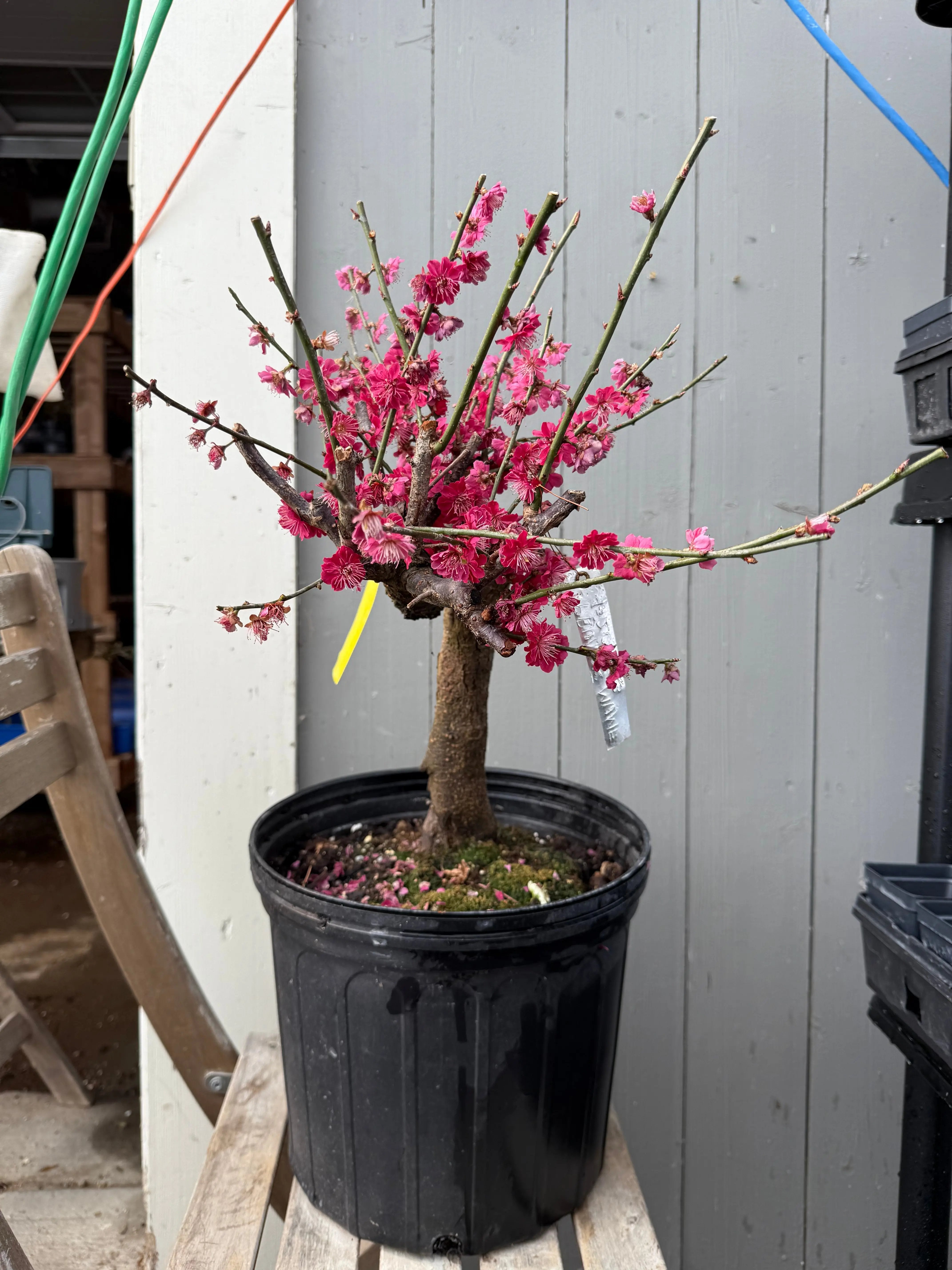Prunus mume 'Wū yǔ yù' Canada Bonsai
