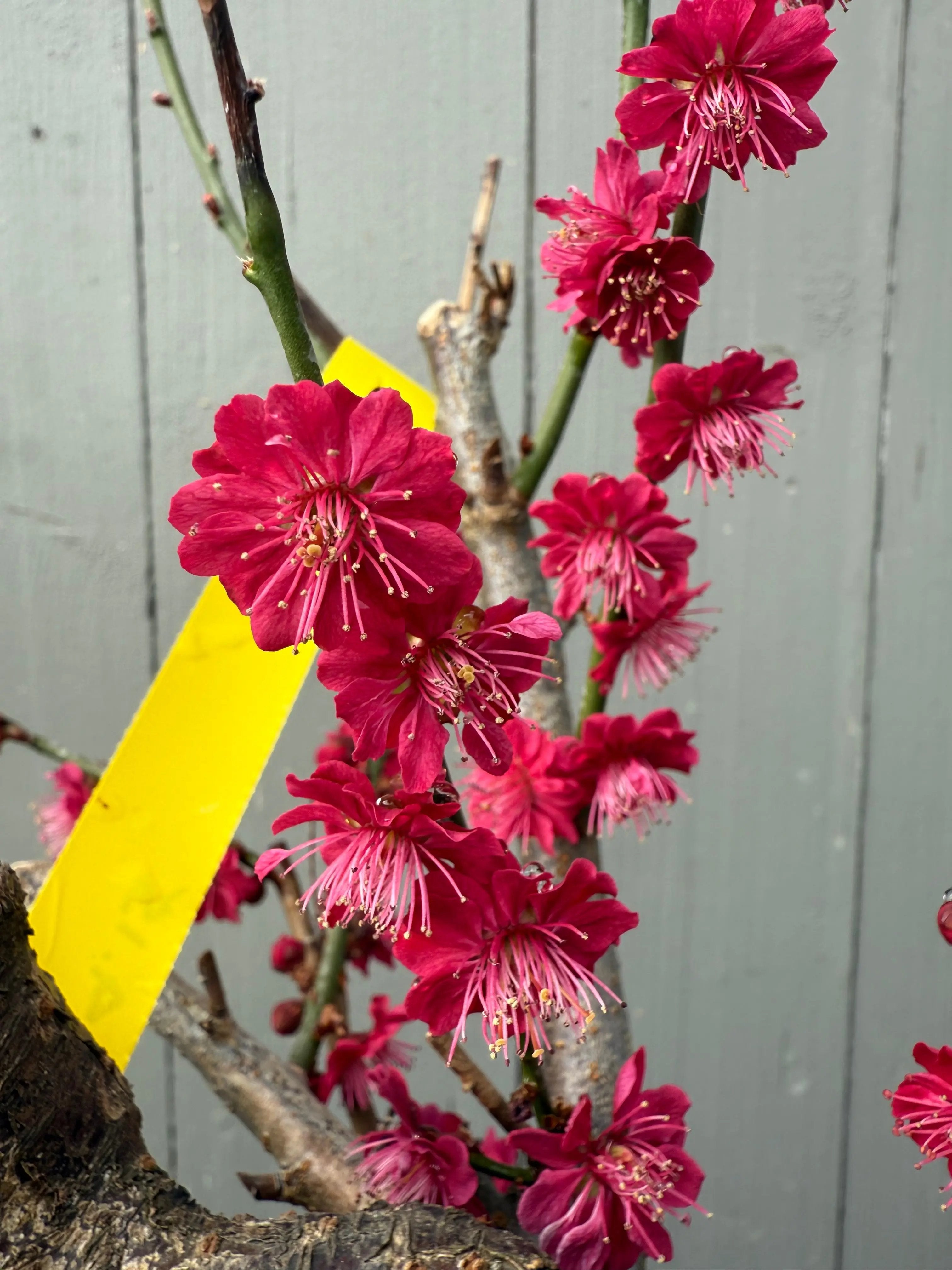 Prunus mume 'Hóngxū zhūshā' Canada Bonsai