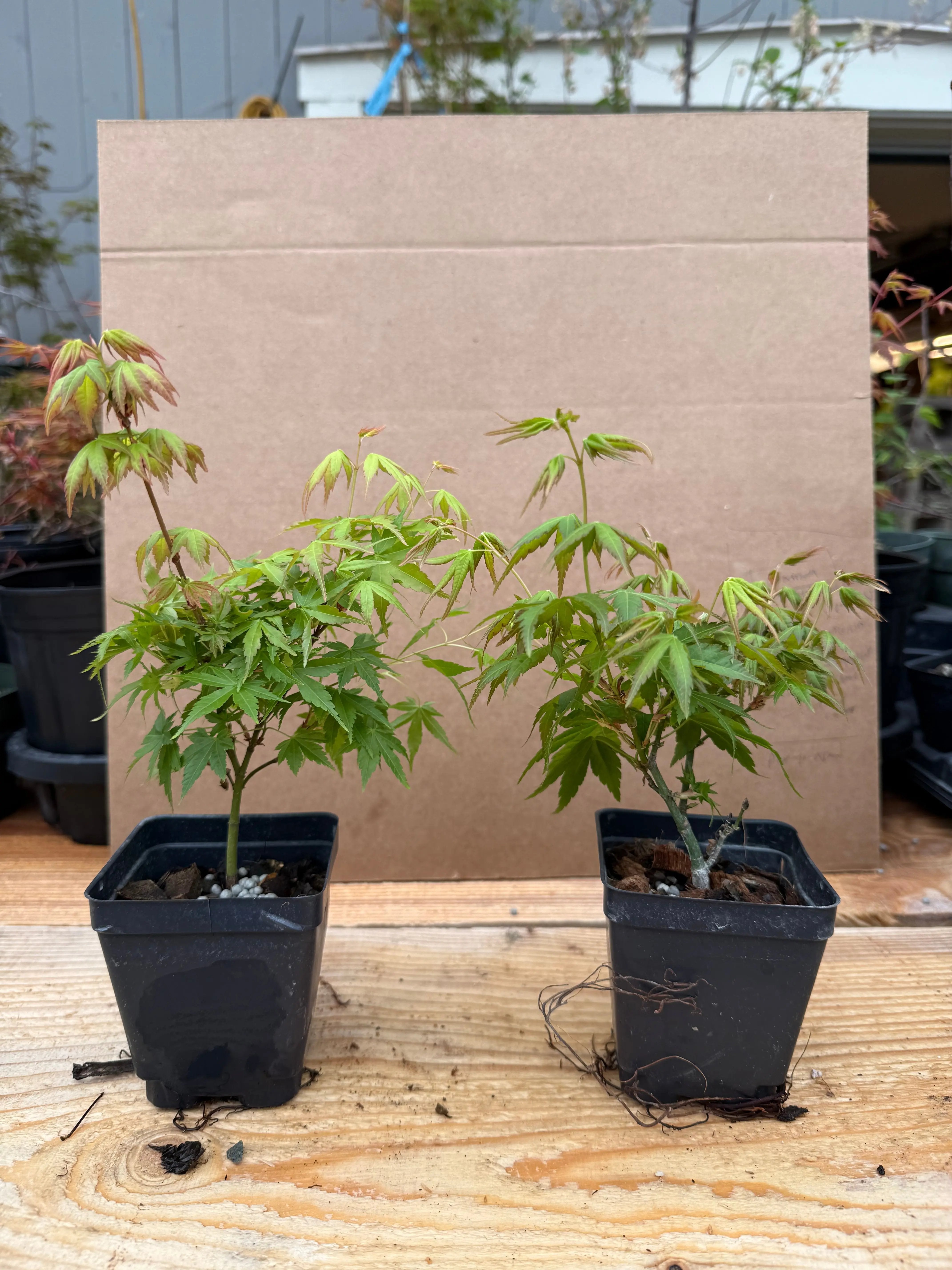 Acer palmatum 'Kashima' Canada Bonsai