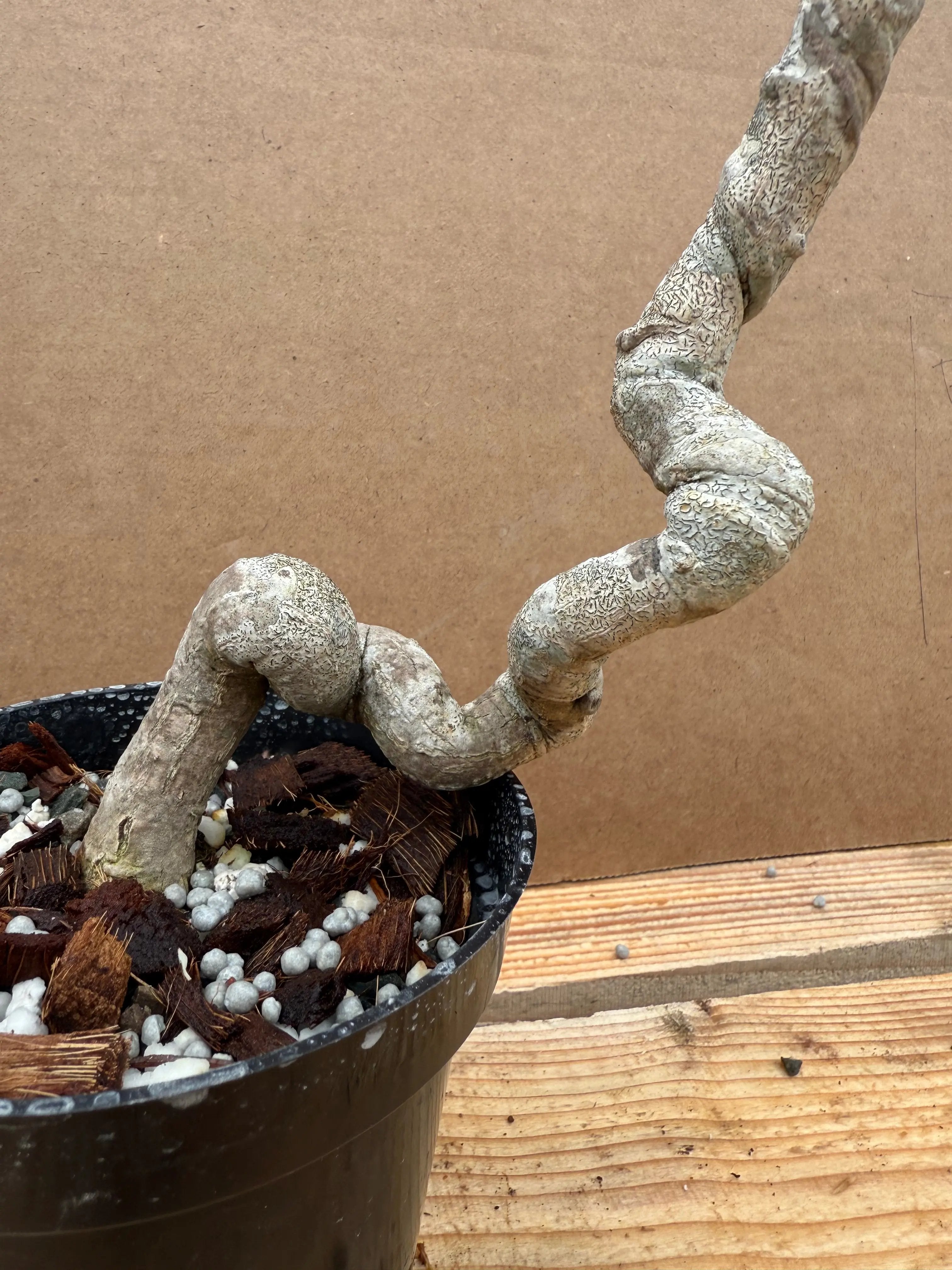 Euonymus Canada Bonsai