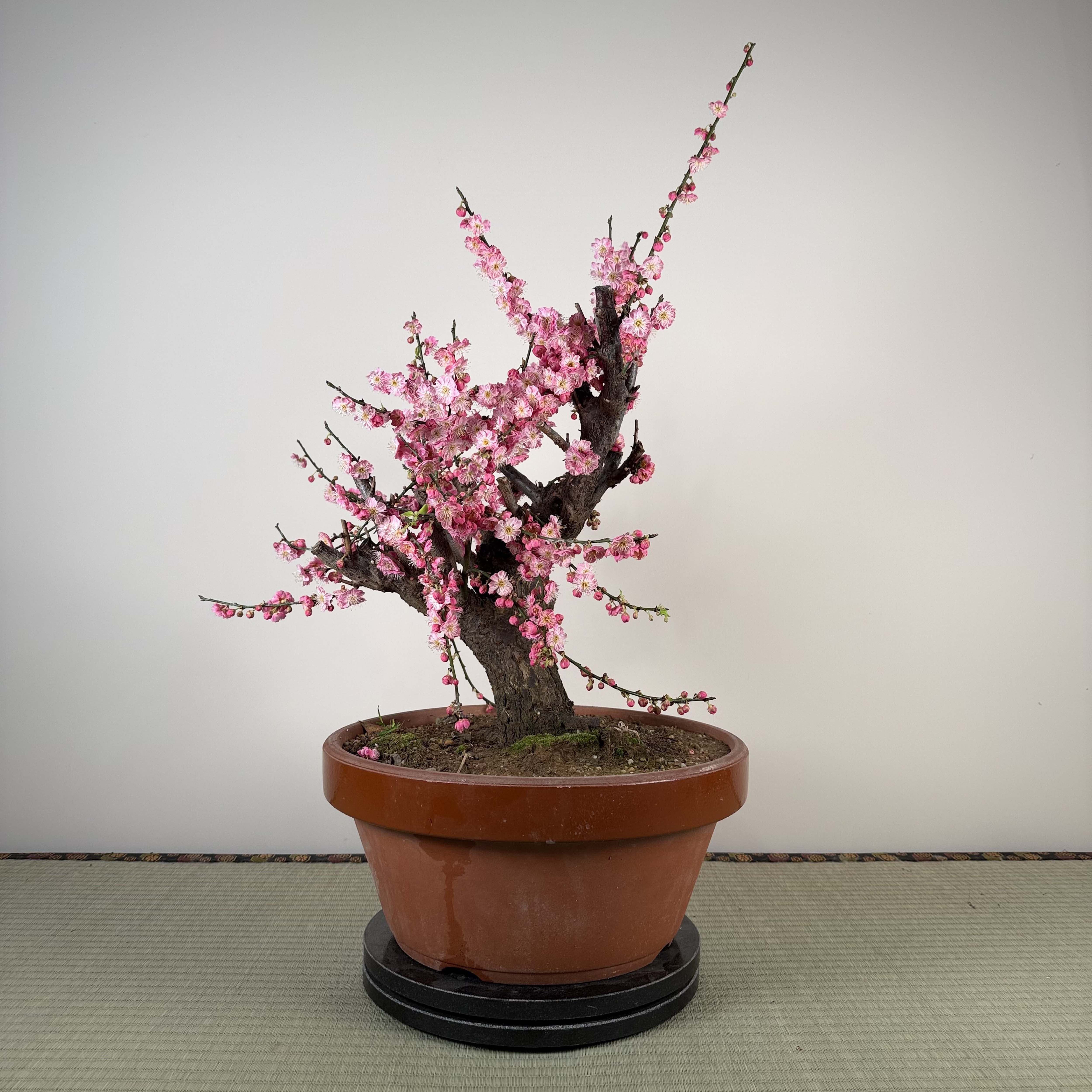 Glycine floribunda
