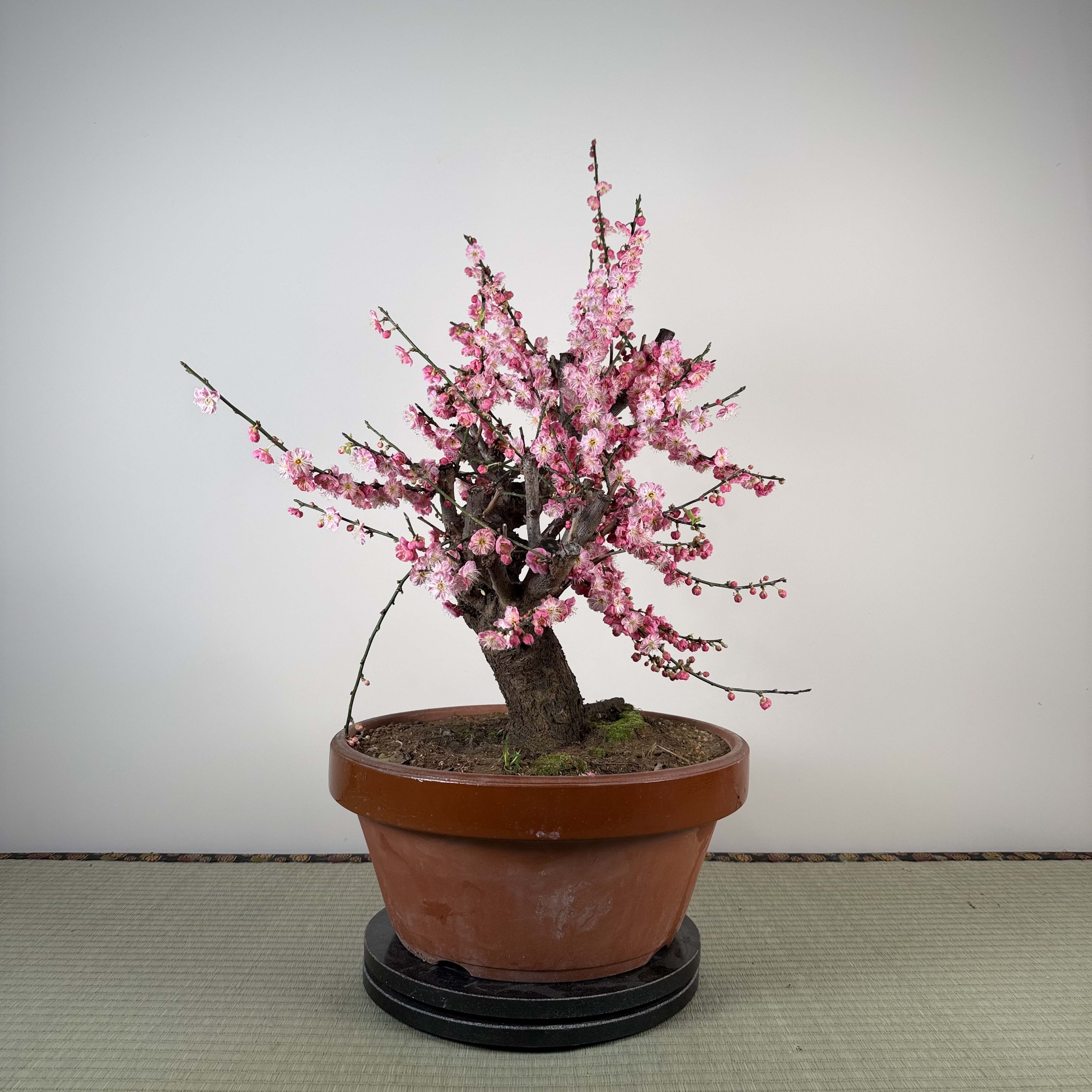 Glycine floribunda
