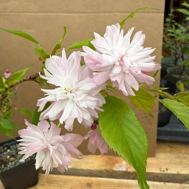 Prunus serrulata 'Kiku Shidare' Canada Bonsai