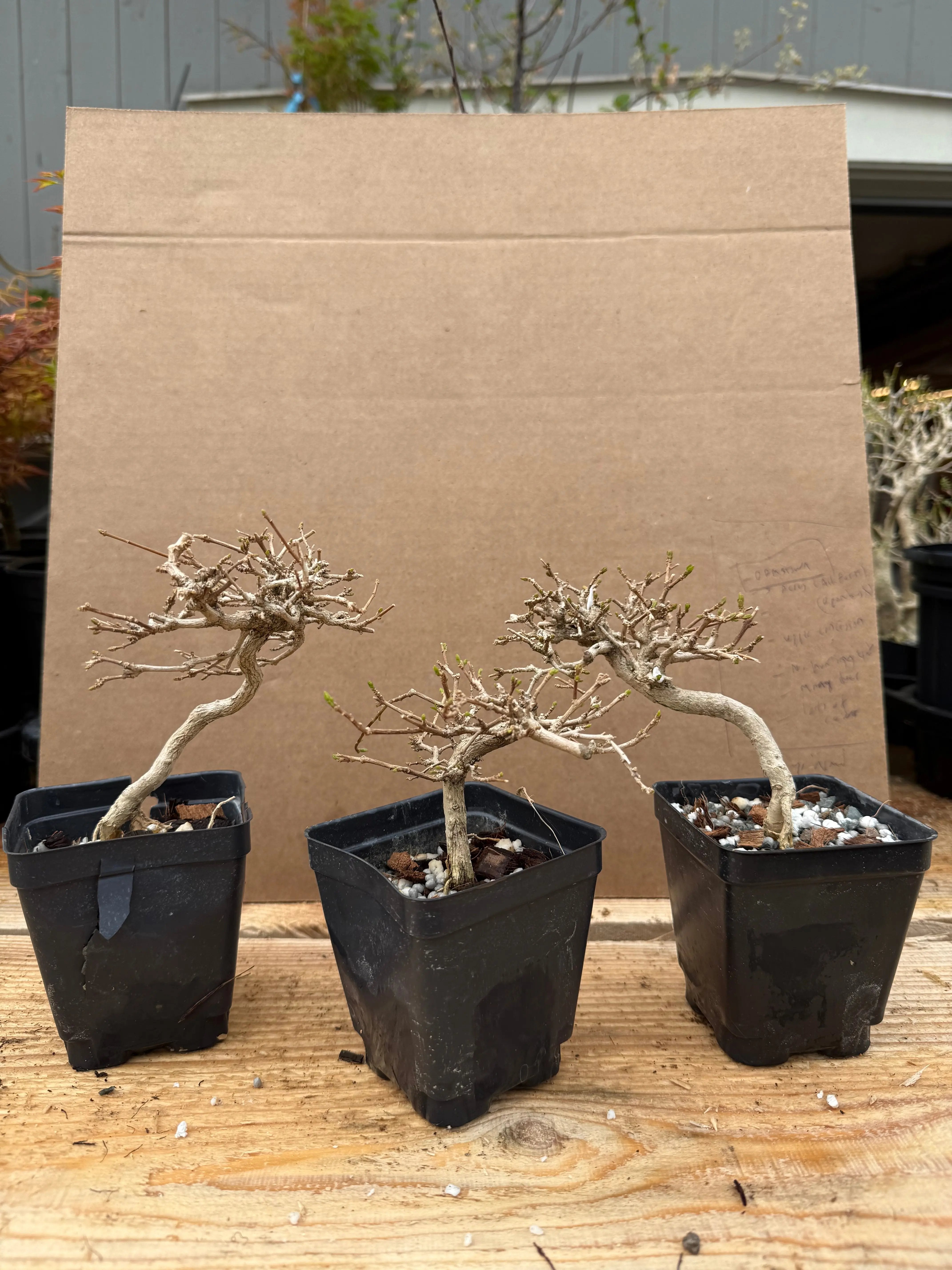 Premna japonica (medium) Canada Bonsai