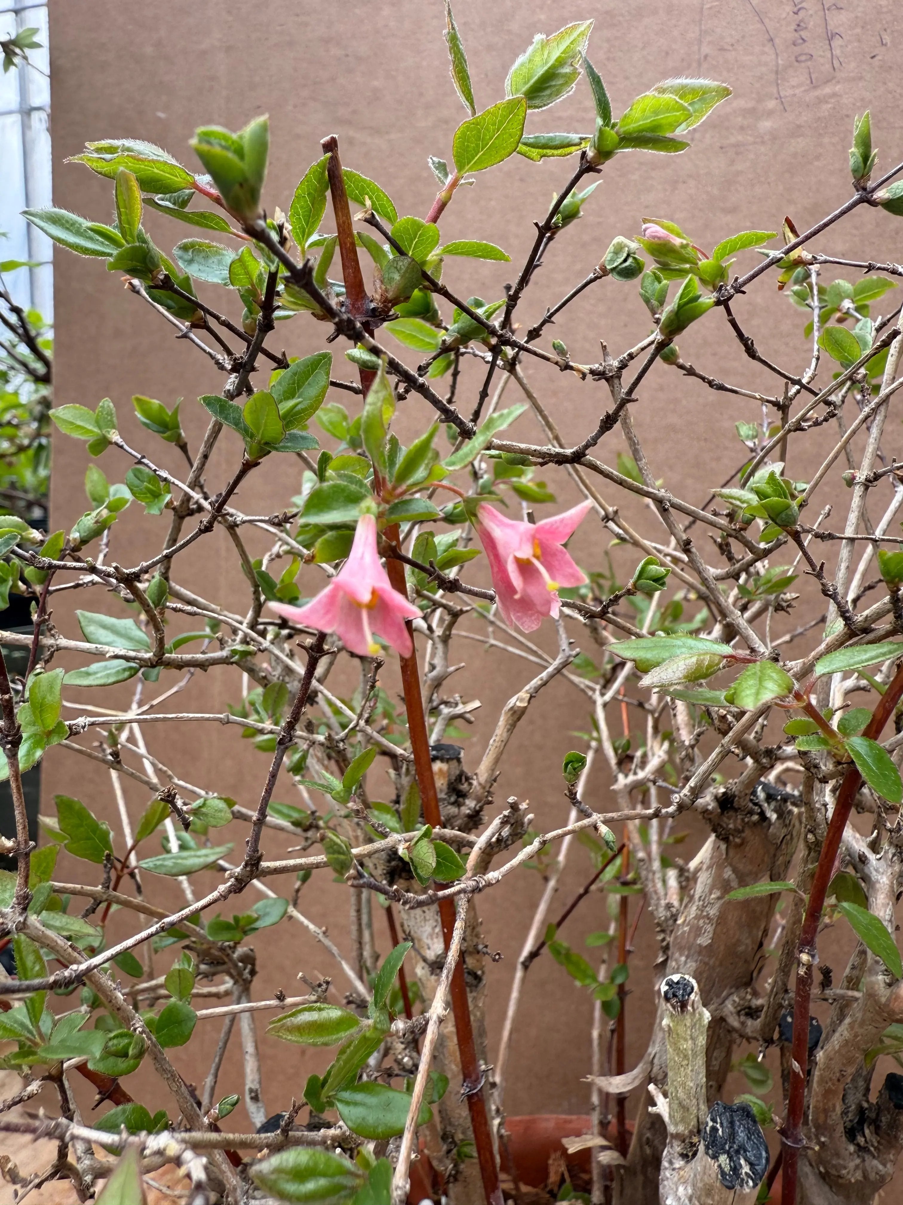 Lonicera gracilipes Canada Bonsai