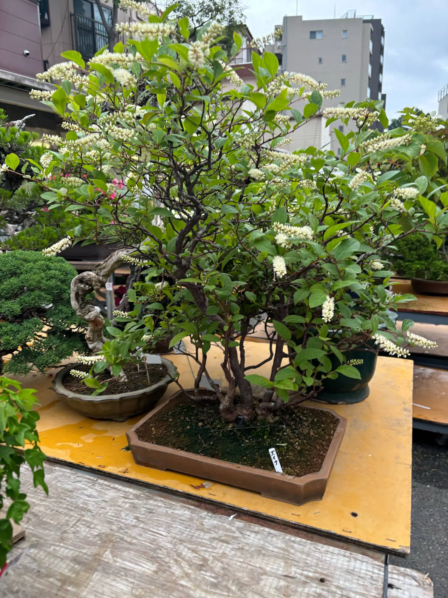 Itea japonica Canada Bonsai