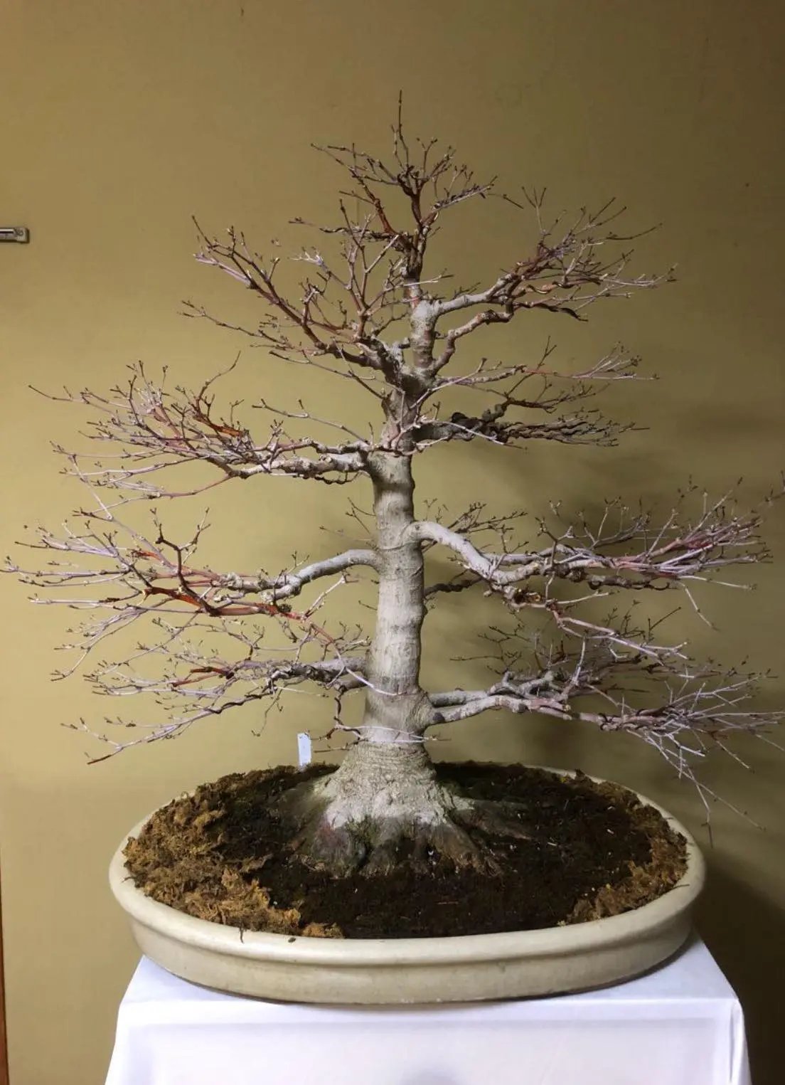 Acer palmatum Canada Bonsai