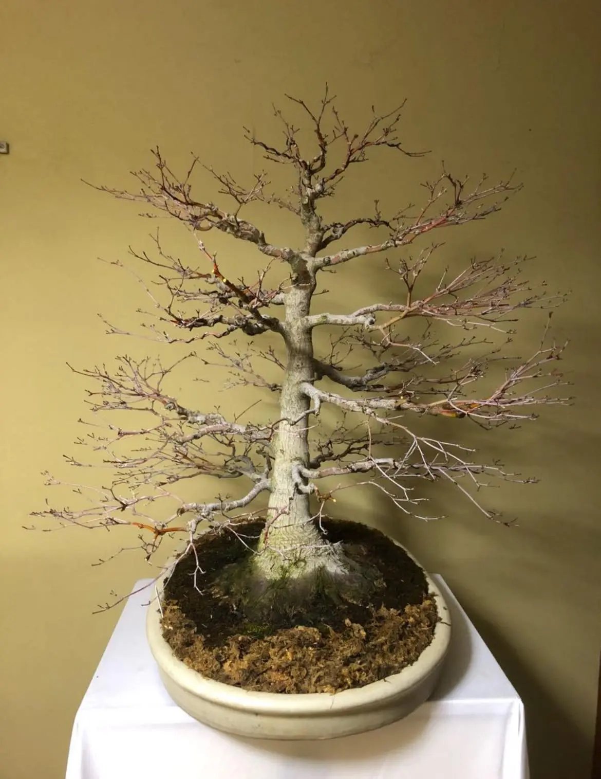 Acer palmatum Canada Bonsai
