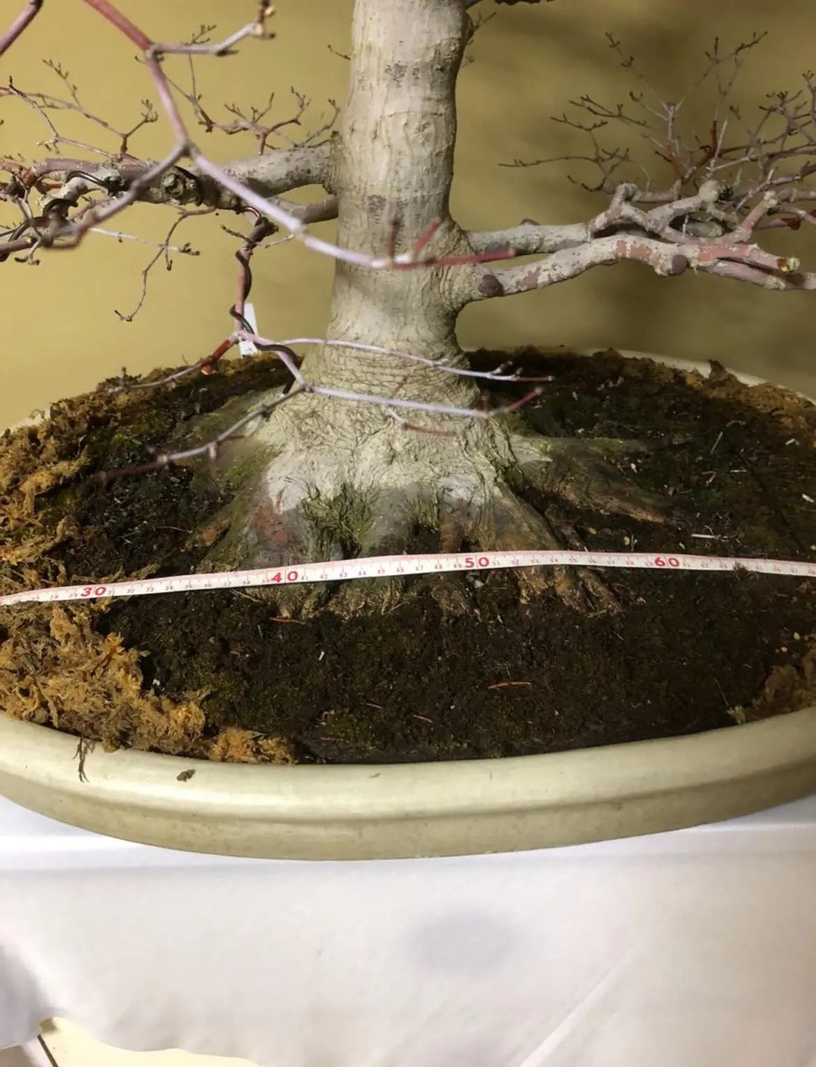 Acer palmatum Canada Bonsai