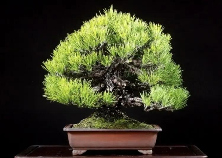 Pinus thunbergii Canada Bonsai