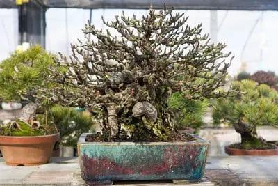 Koyo #14 (collector's item) CB Pots