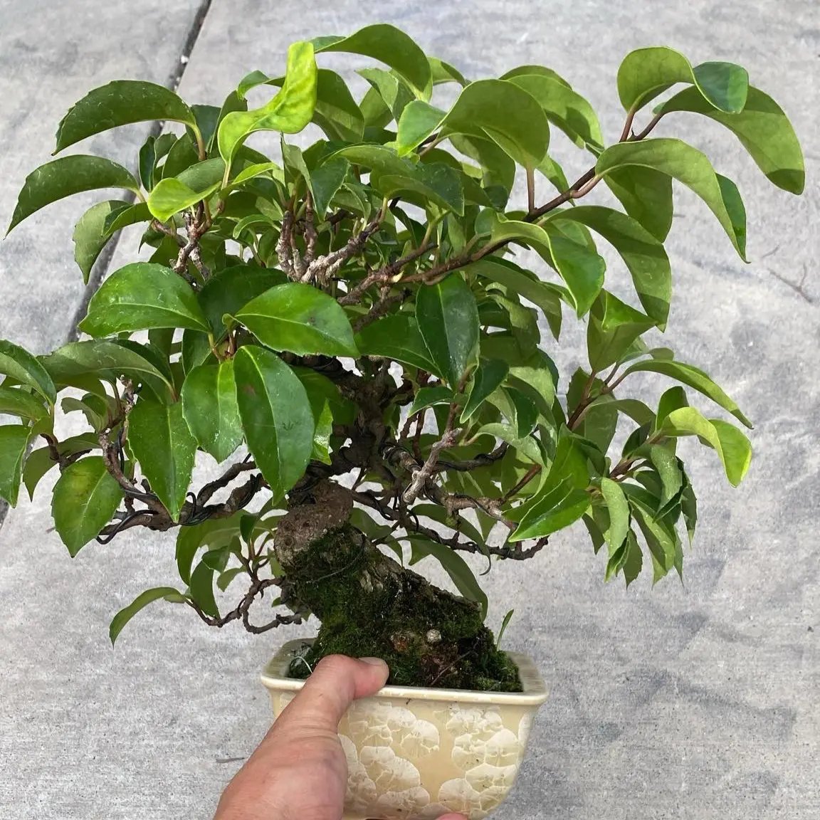 Kadsura japonica Canada Bonsai