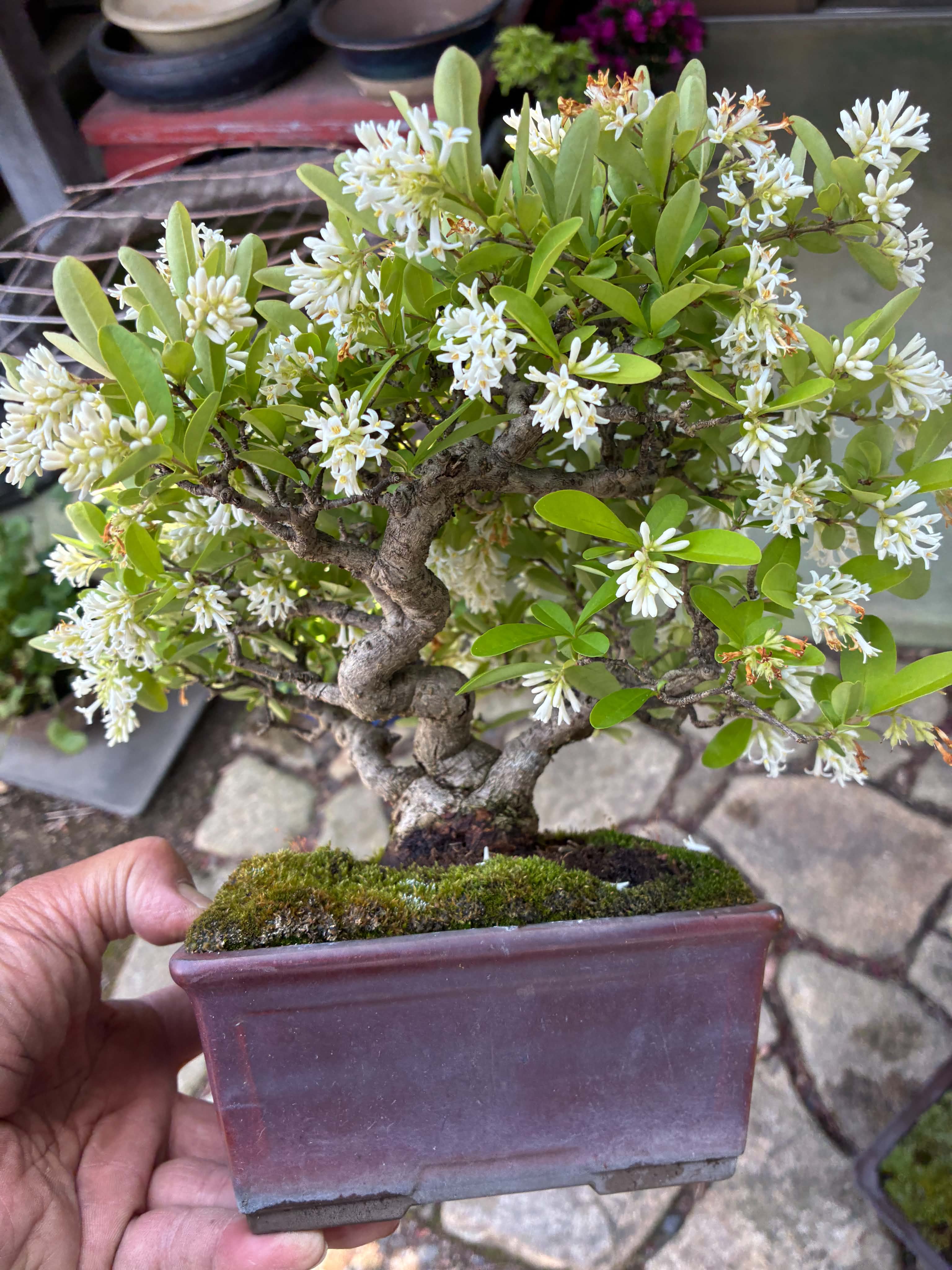 Ligustrum
