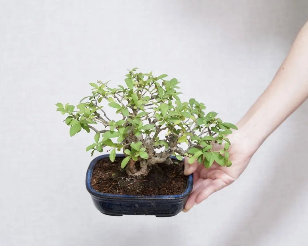 Ligustrum obtusifolium Canada Bonsai