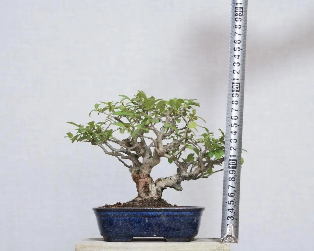 Ligustrum obtusifolium Canada Bonsai