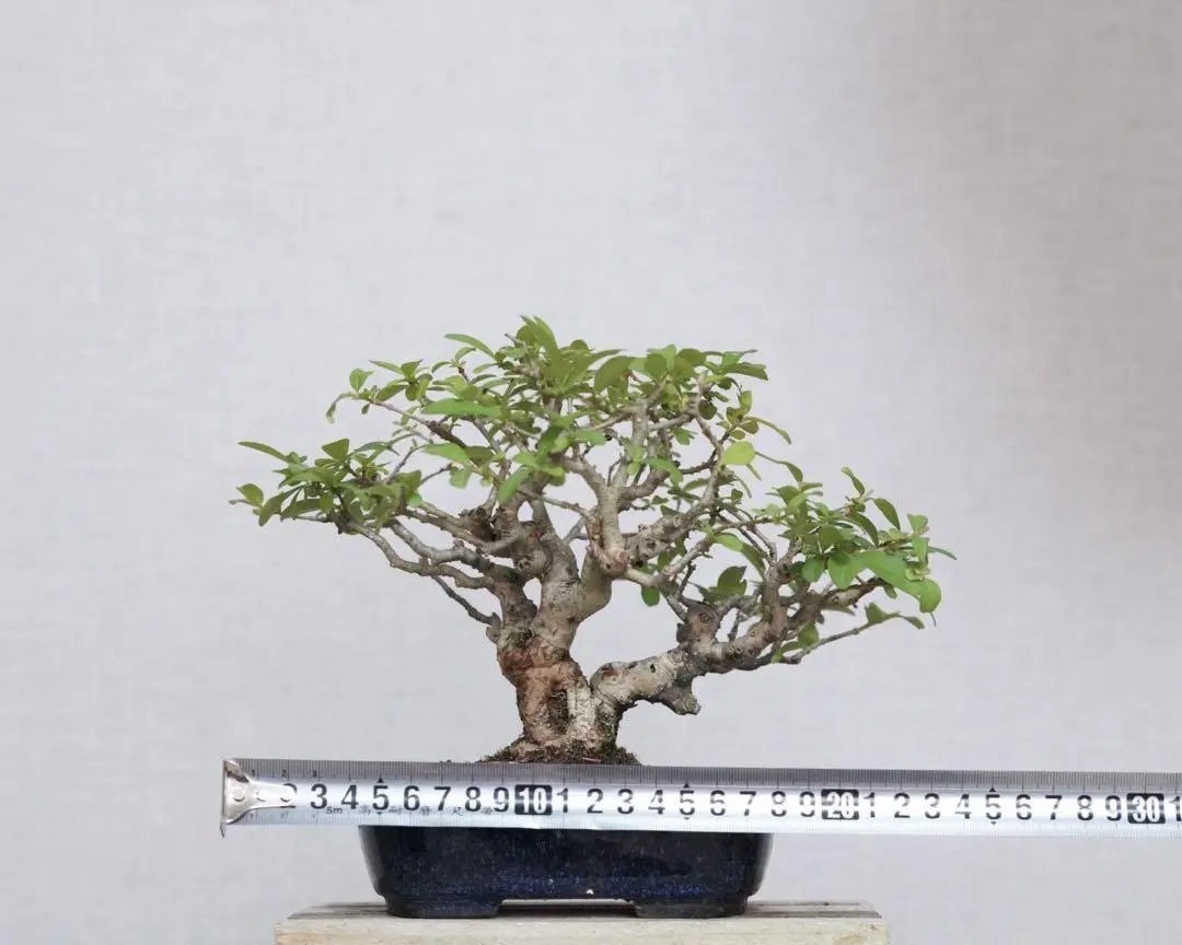 Ligustrum obtusifolium Canada Bonsai