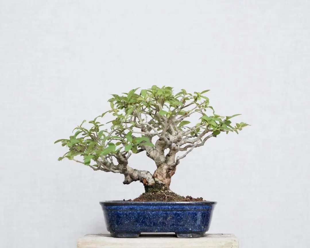 Ligustrum obtusifolium Canada Bonsai